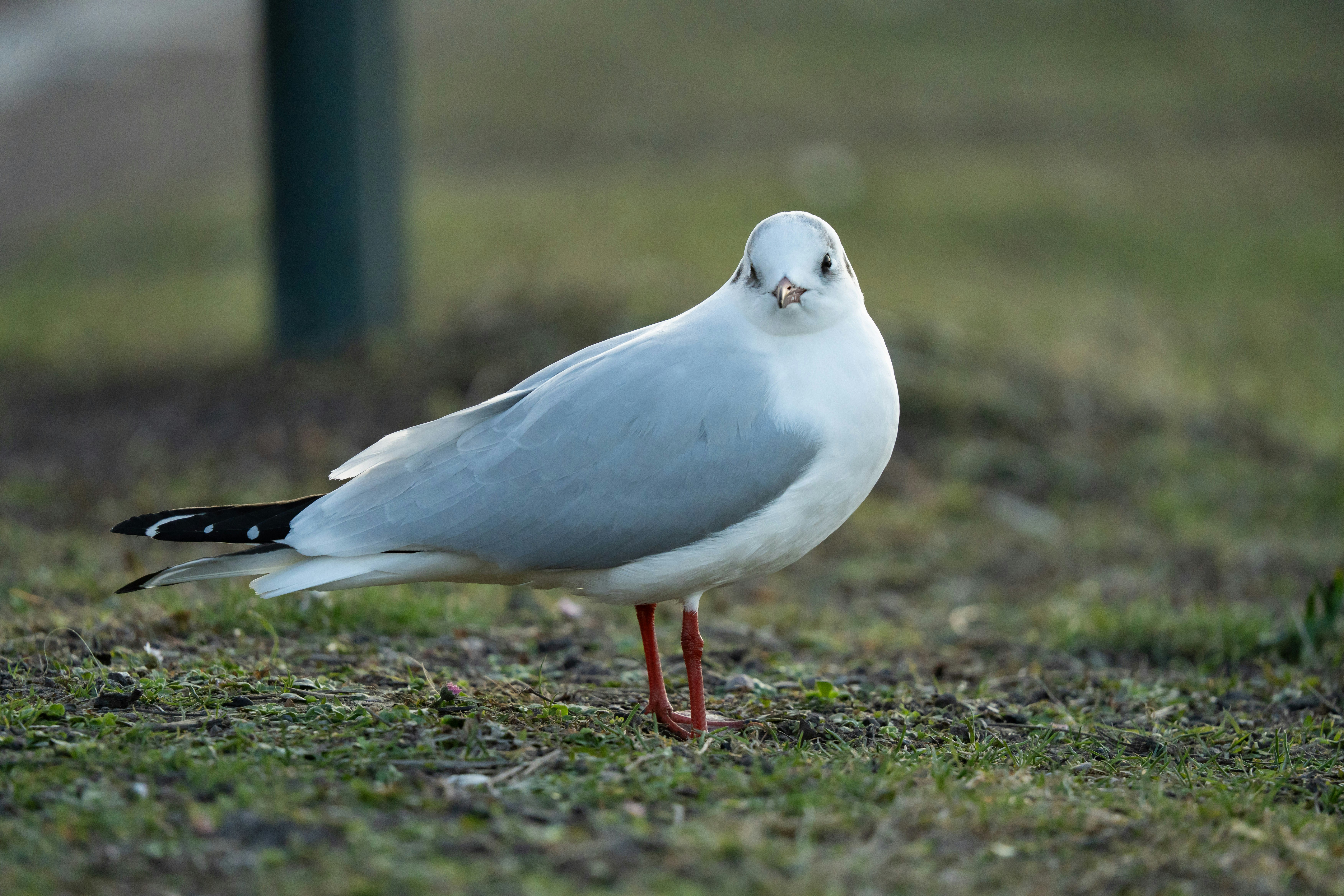 Photo by sorinbasangeac