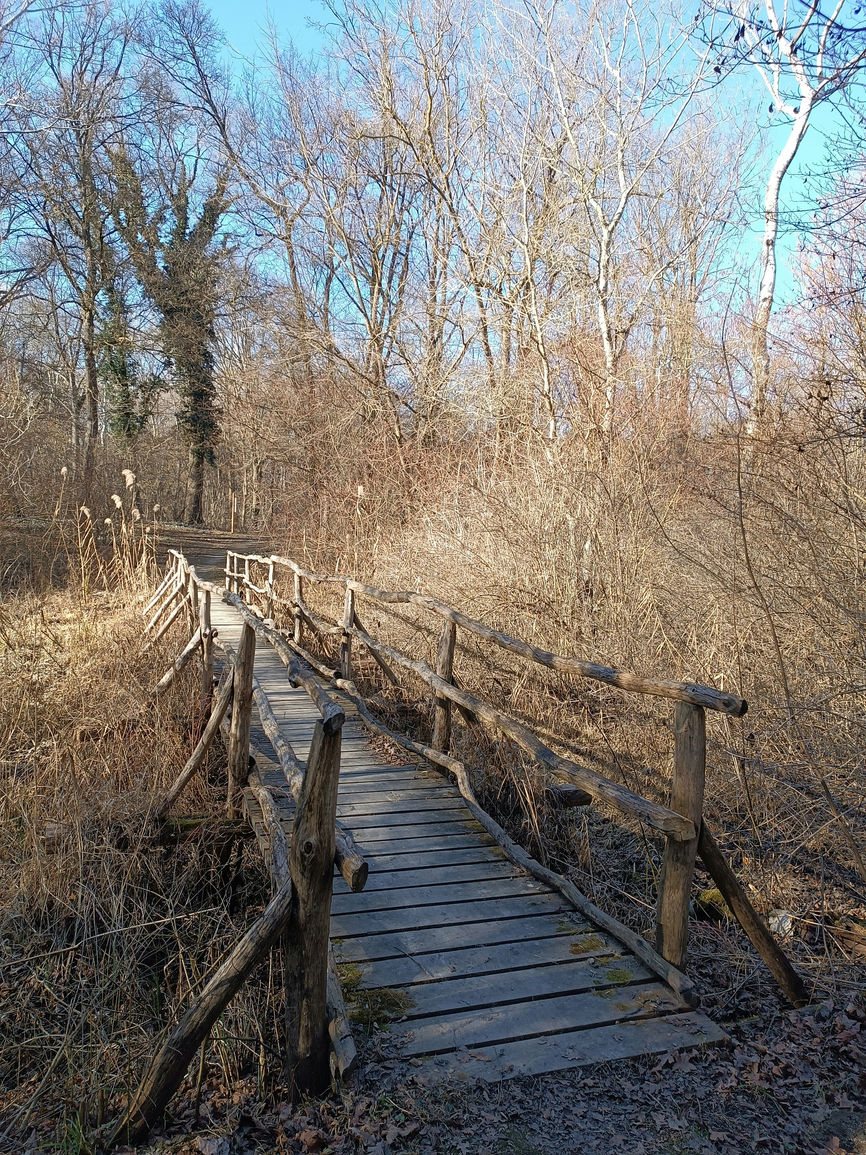 Photo by oxganggreen