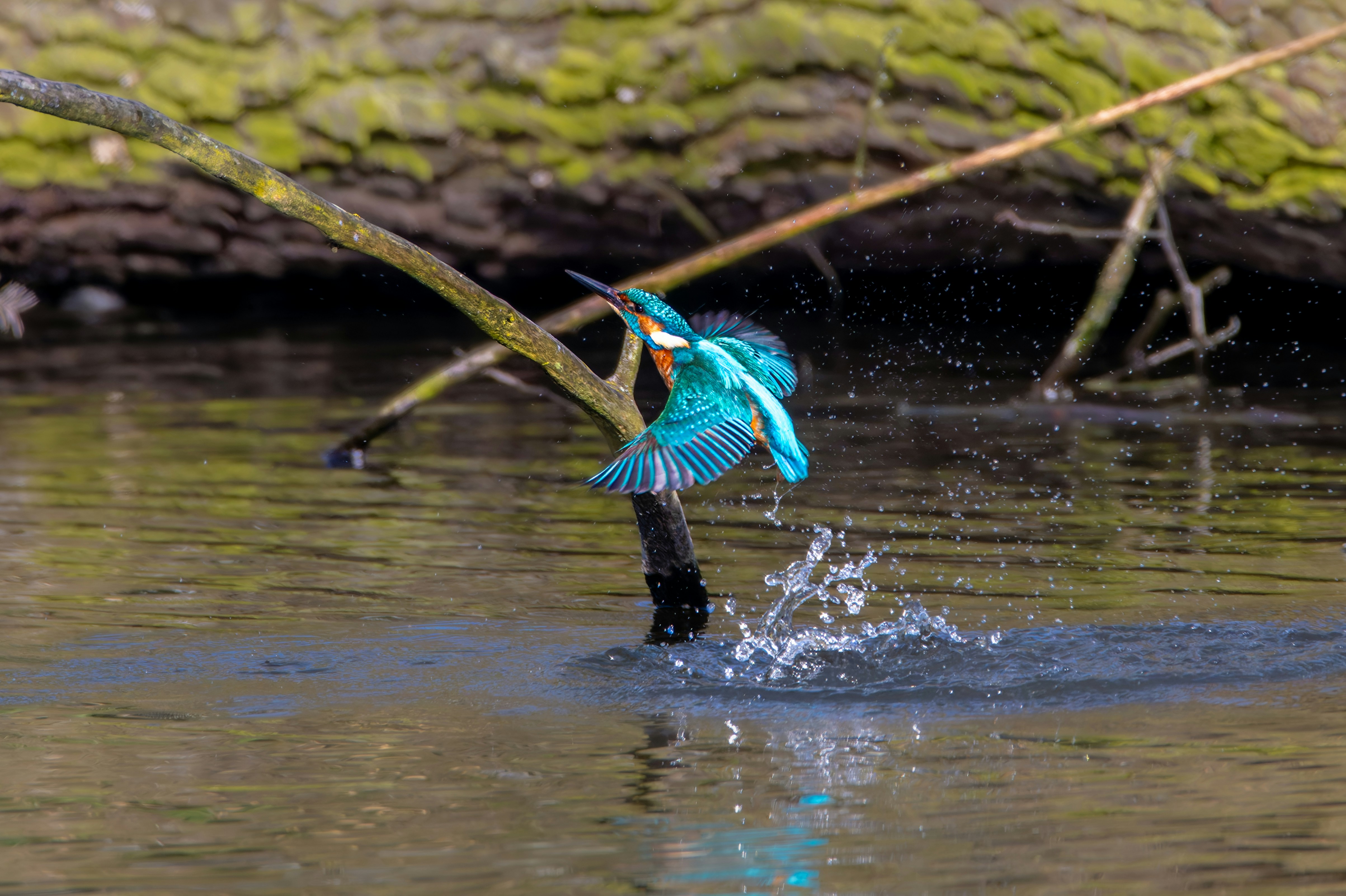 Photo by siegfriedpoepperl