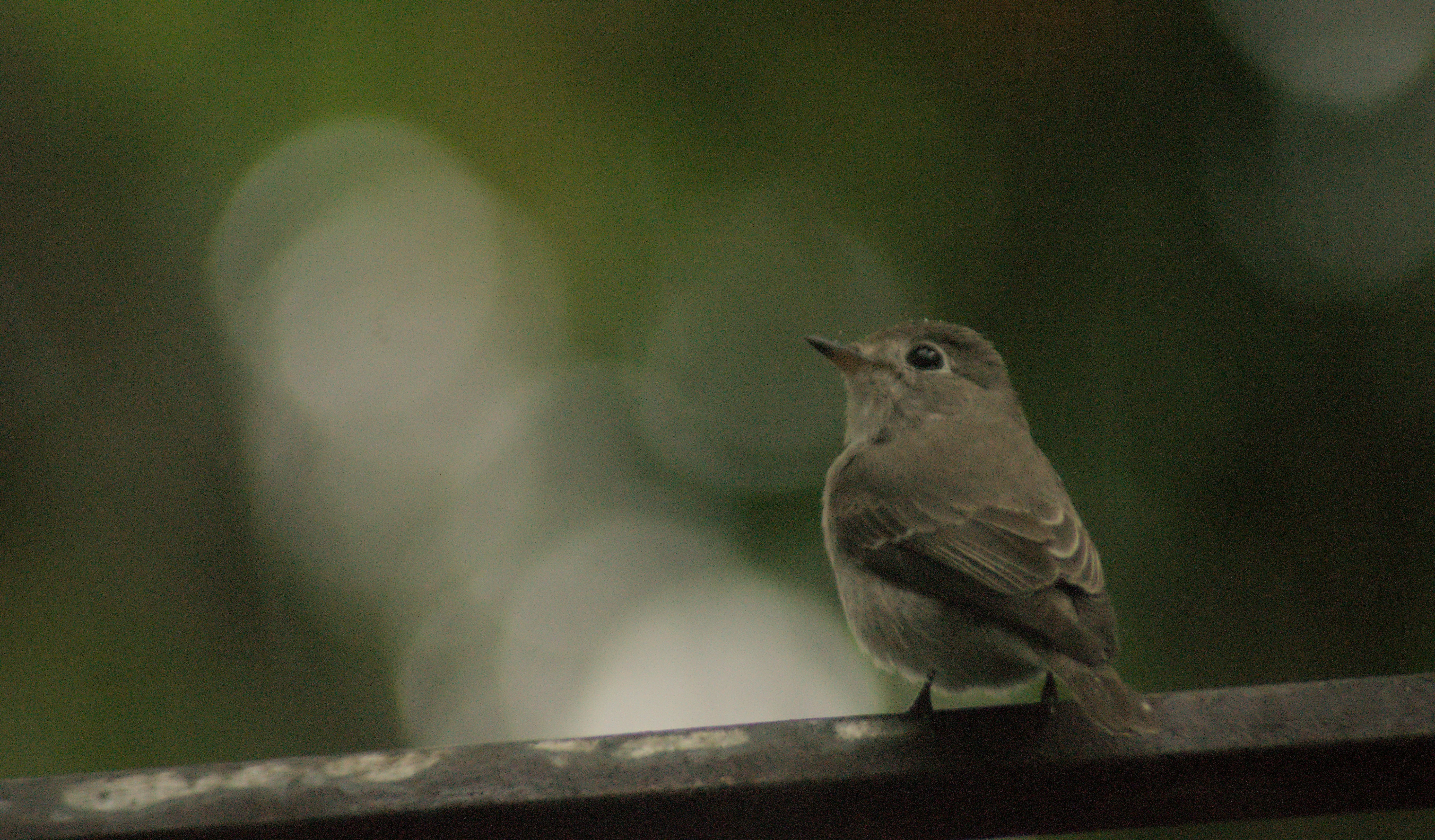 A little brown bird is perched on a rail.