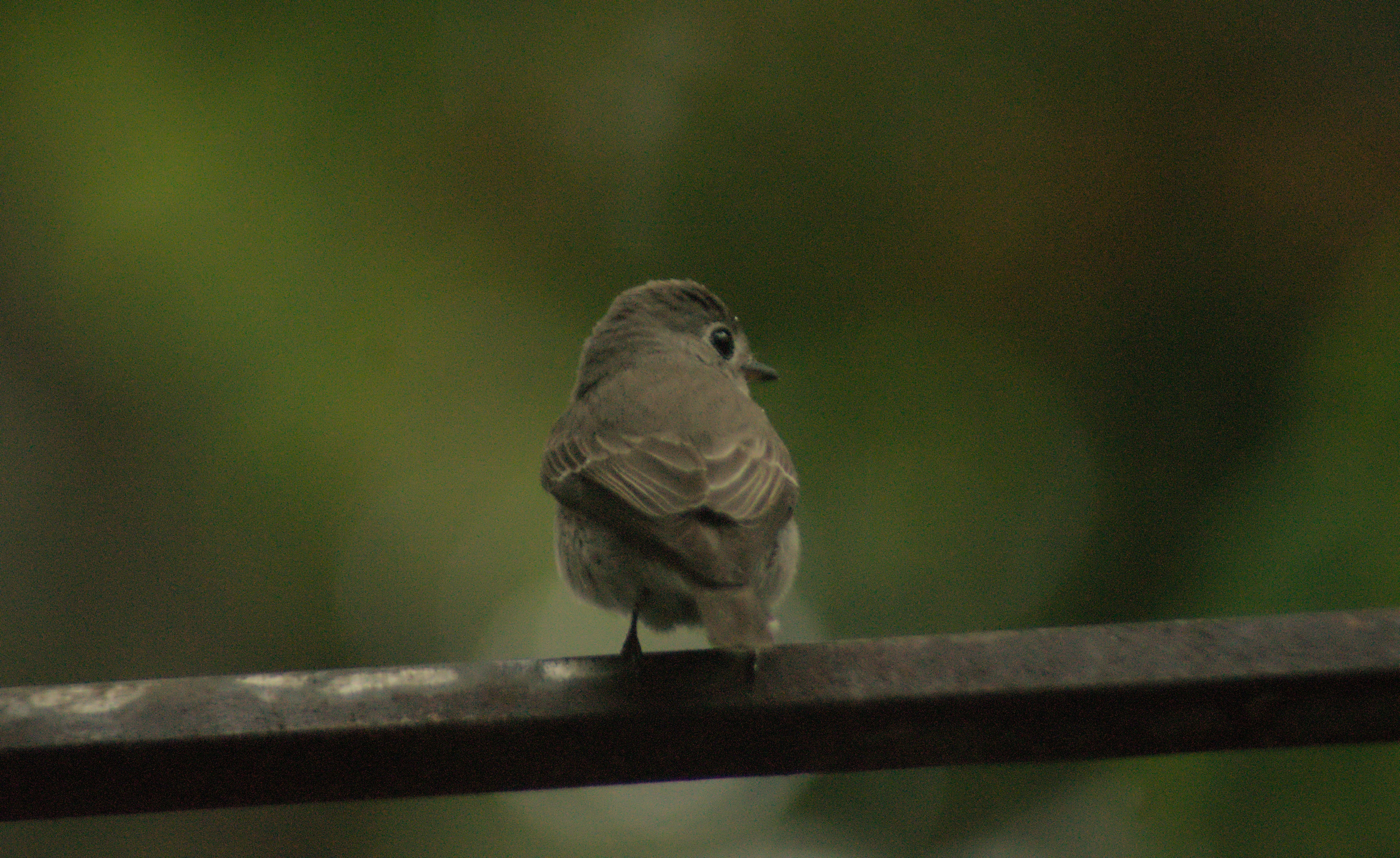 A small bird is perched on a rail.