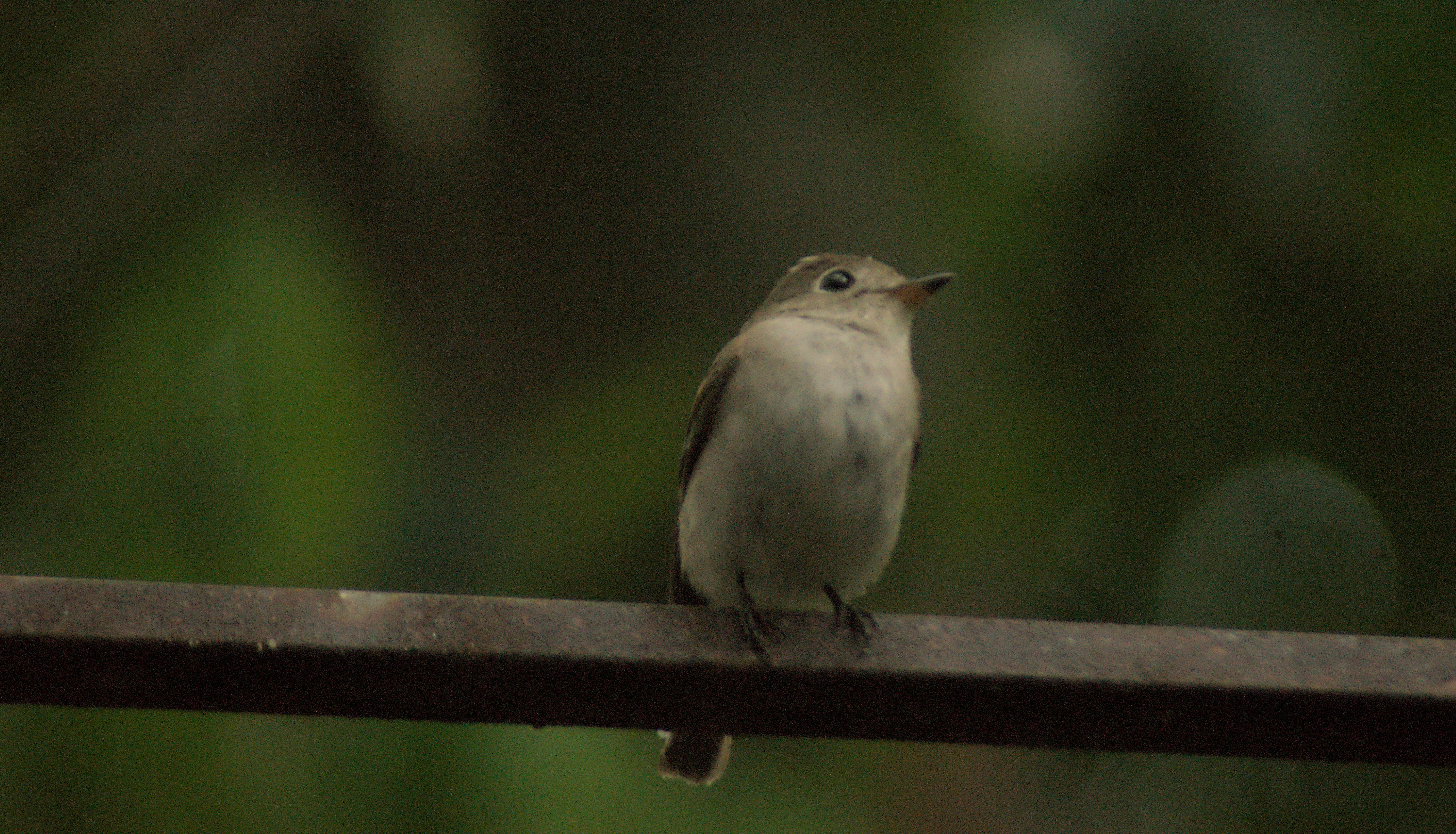 A small bird perches on a railing.