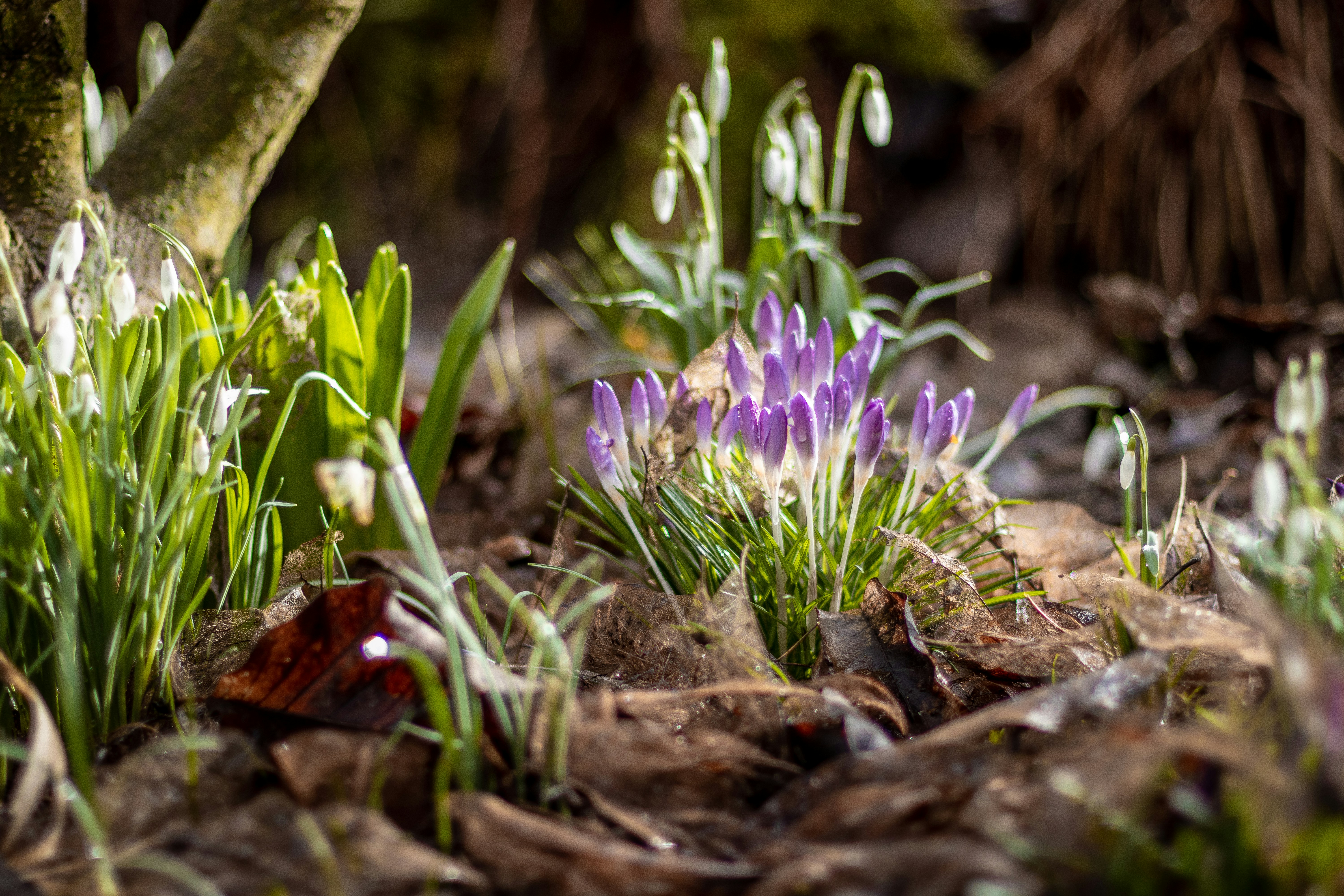 Spring flowers bloom in a garden setting.