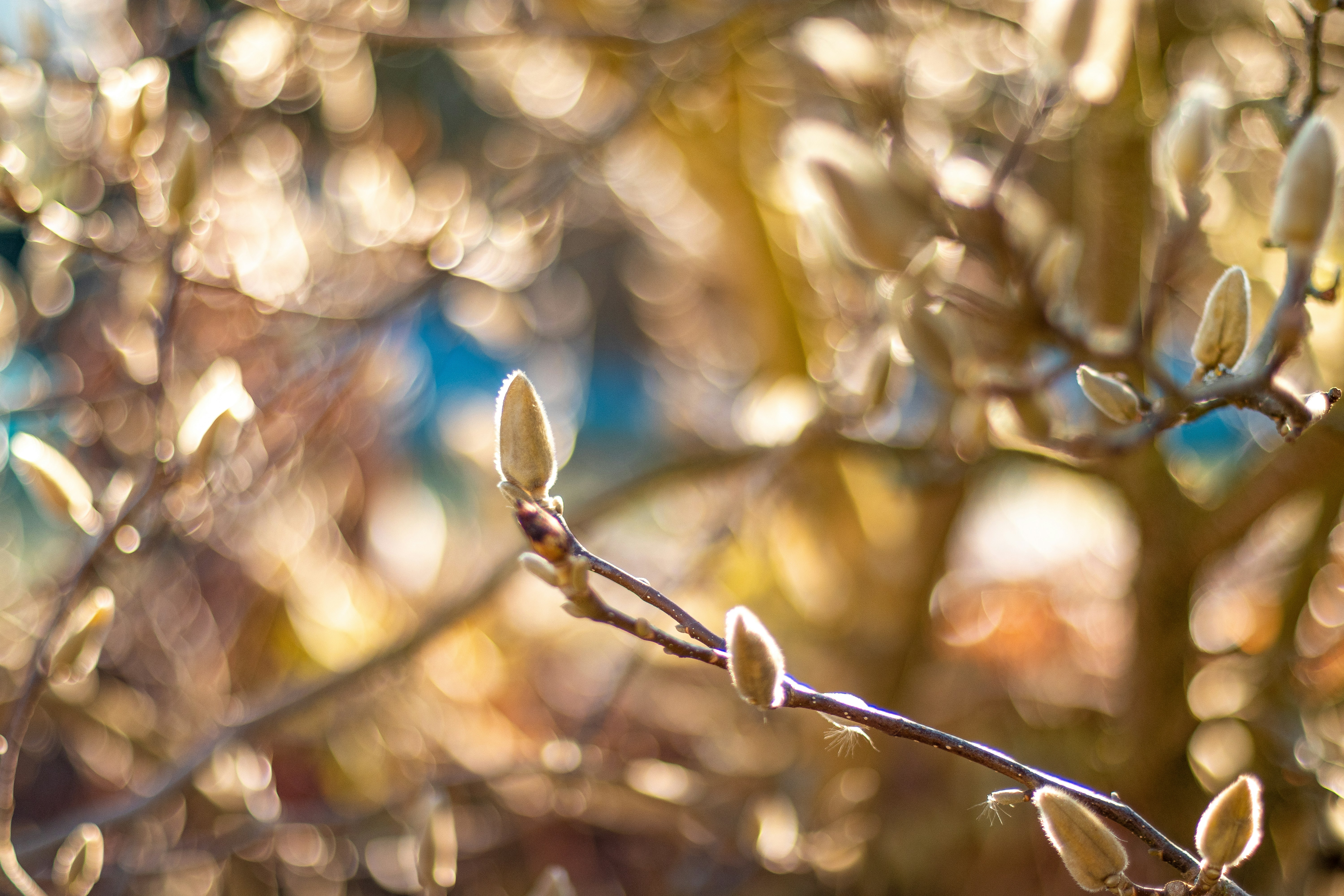 Buds of a tree are ready to bloom.