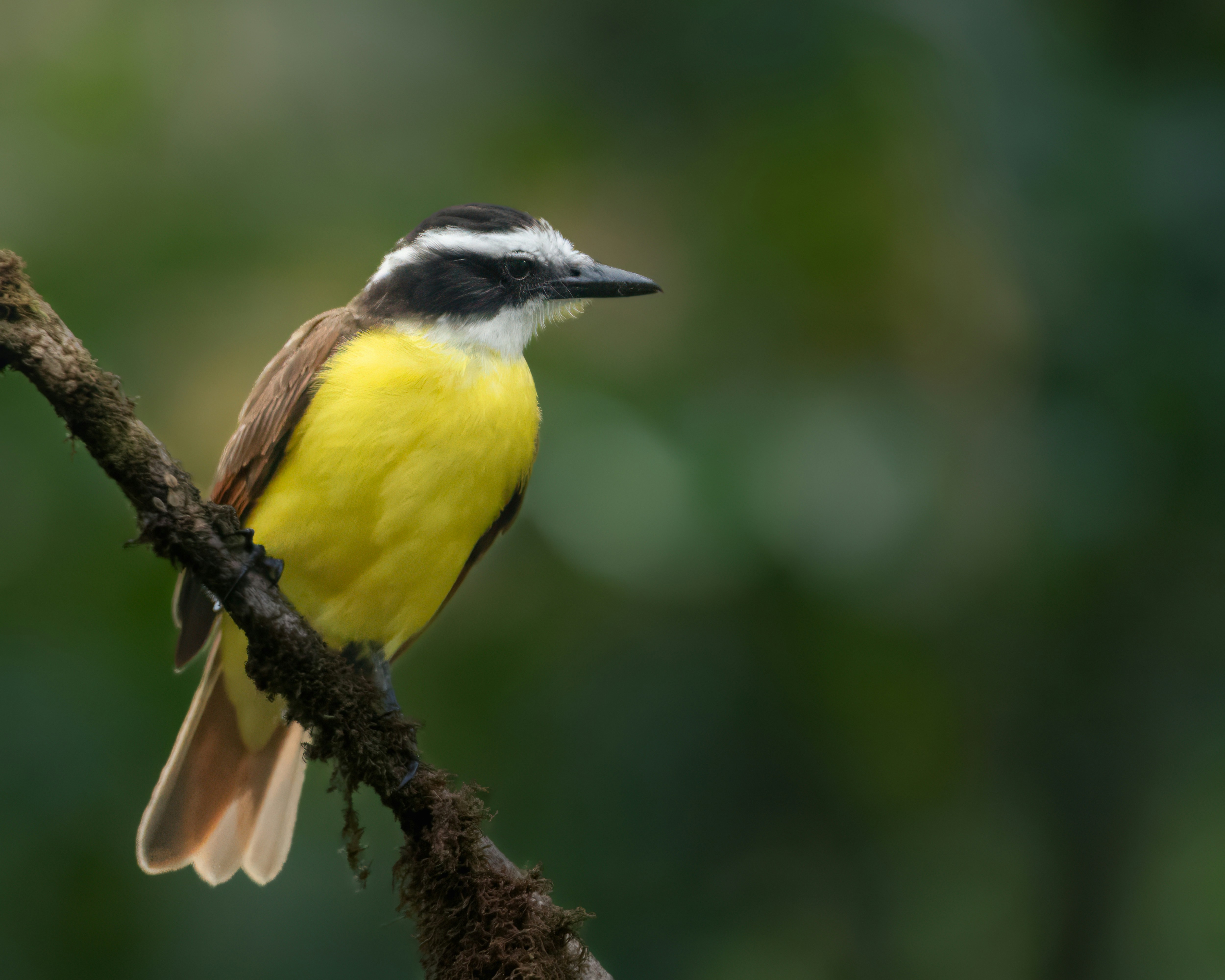 Photo by rob_bird_photography