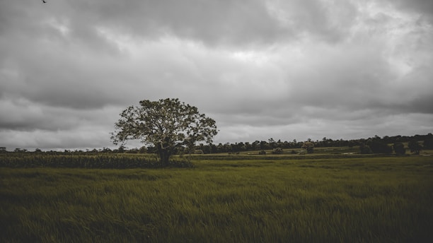 A lonely tree sits under a stormy sky.