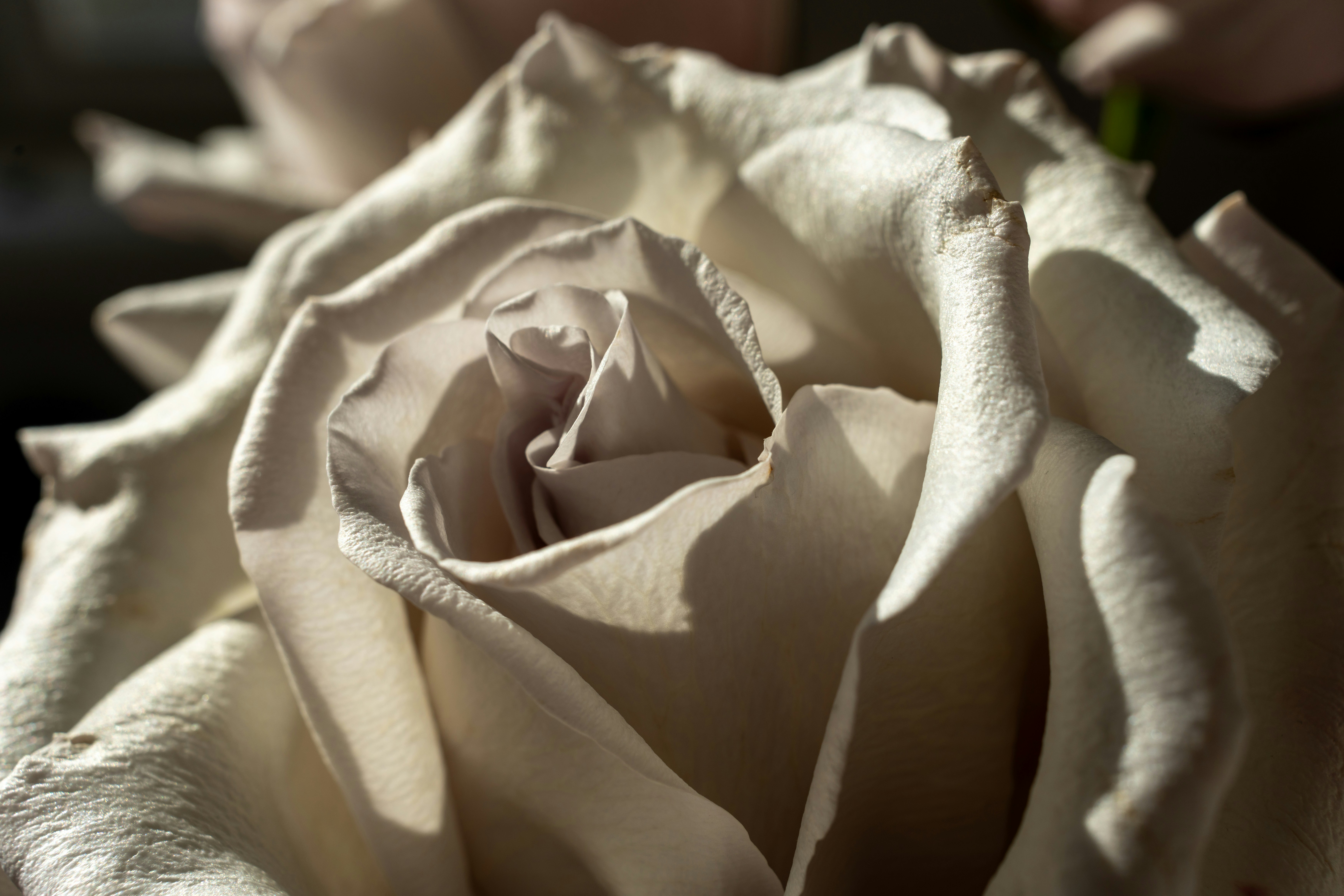 Eine wunderschöne Rose aus nächster Nähe.