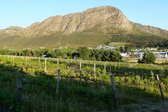 Vineyard with a mountain in the background.