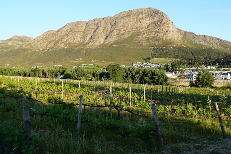 Vineyard with a mountain in the background.
