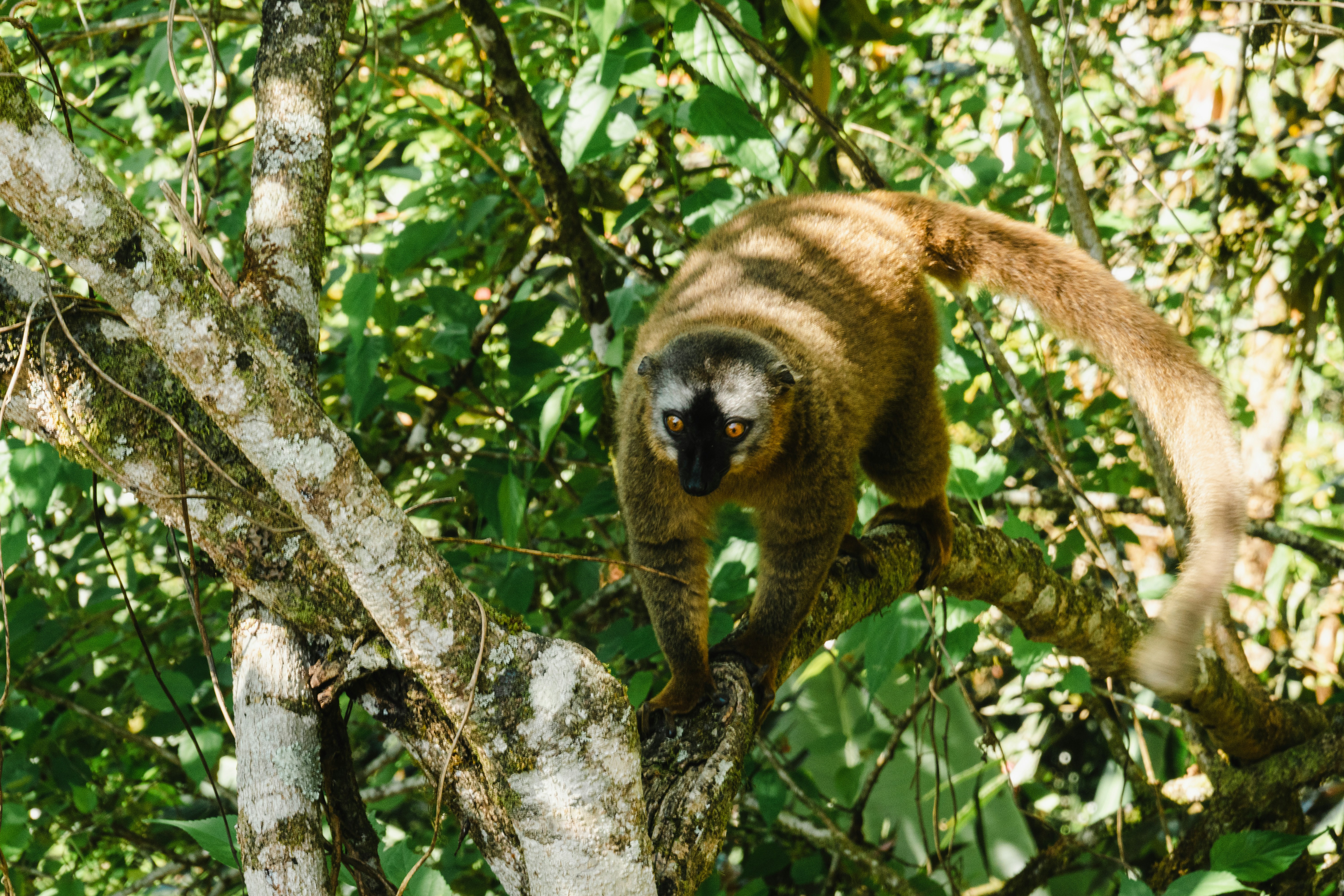 Lémur marrón de frente roja.