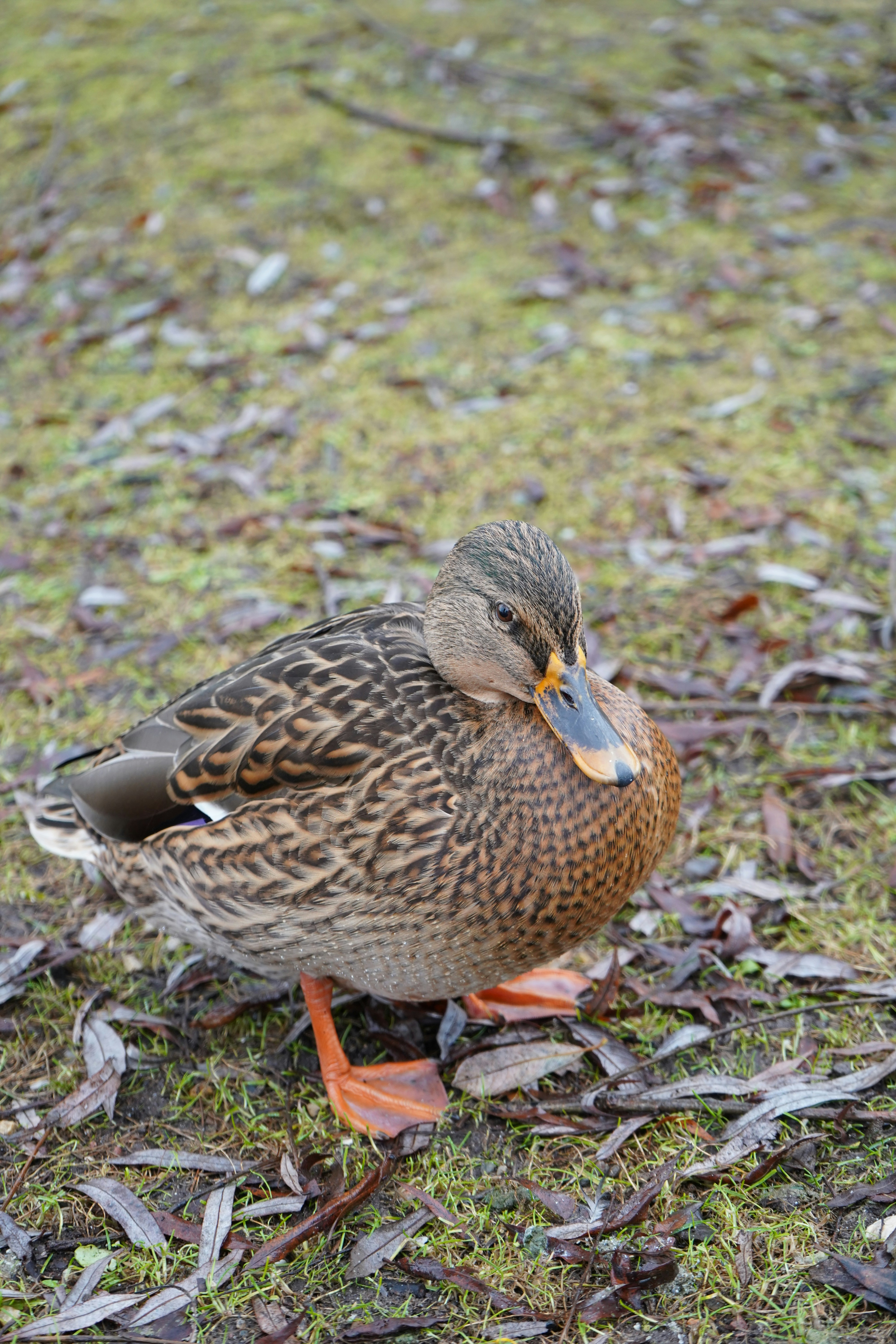 Photo by vamsinathreddy9