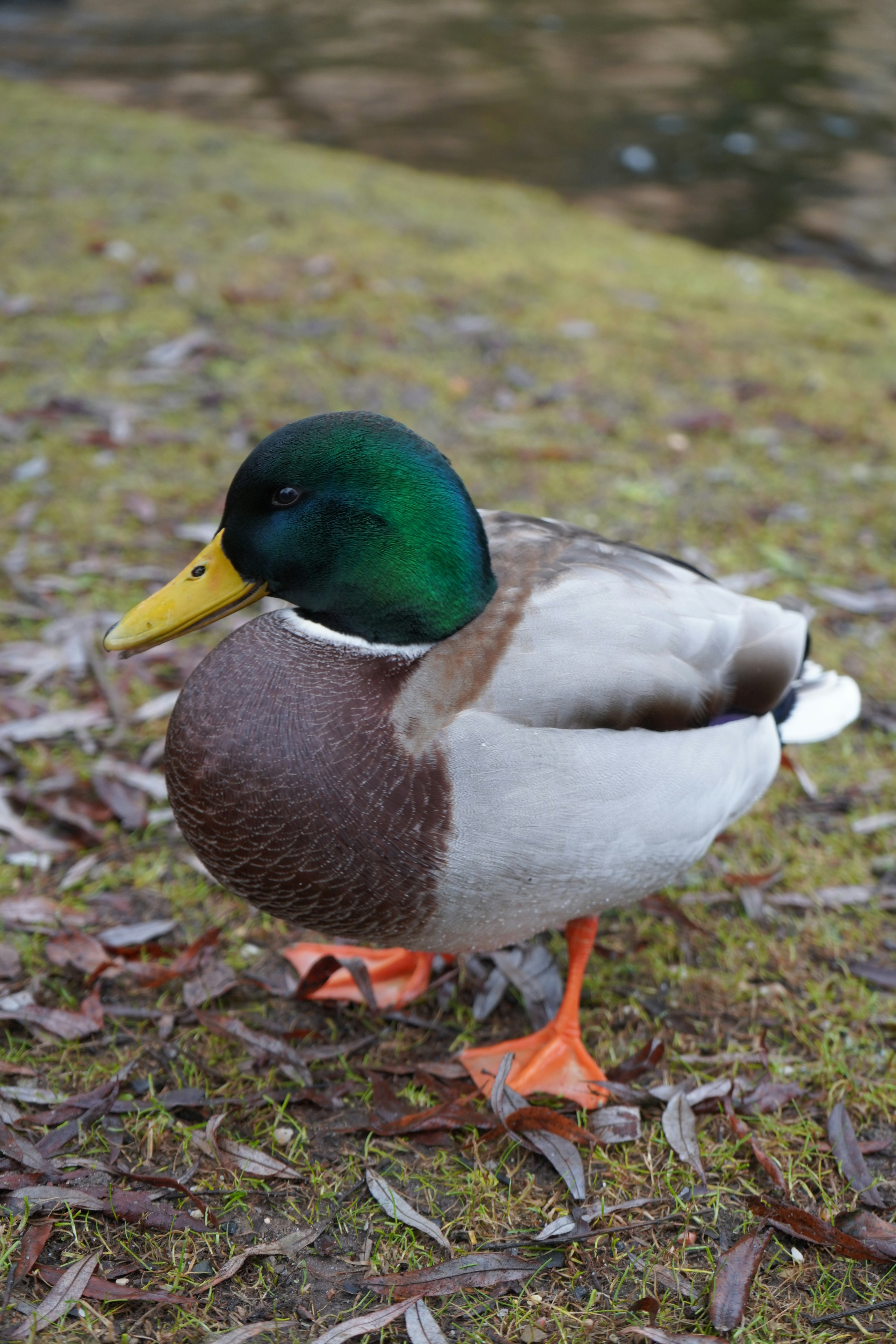 Photo by vamsinathreddy9