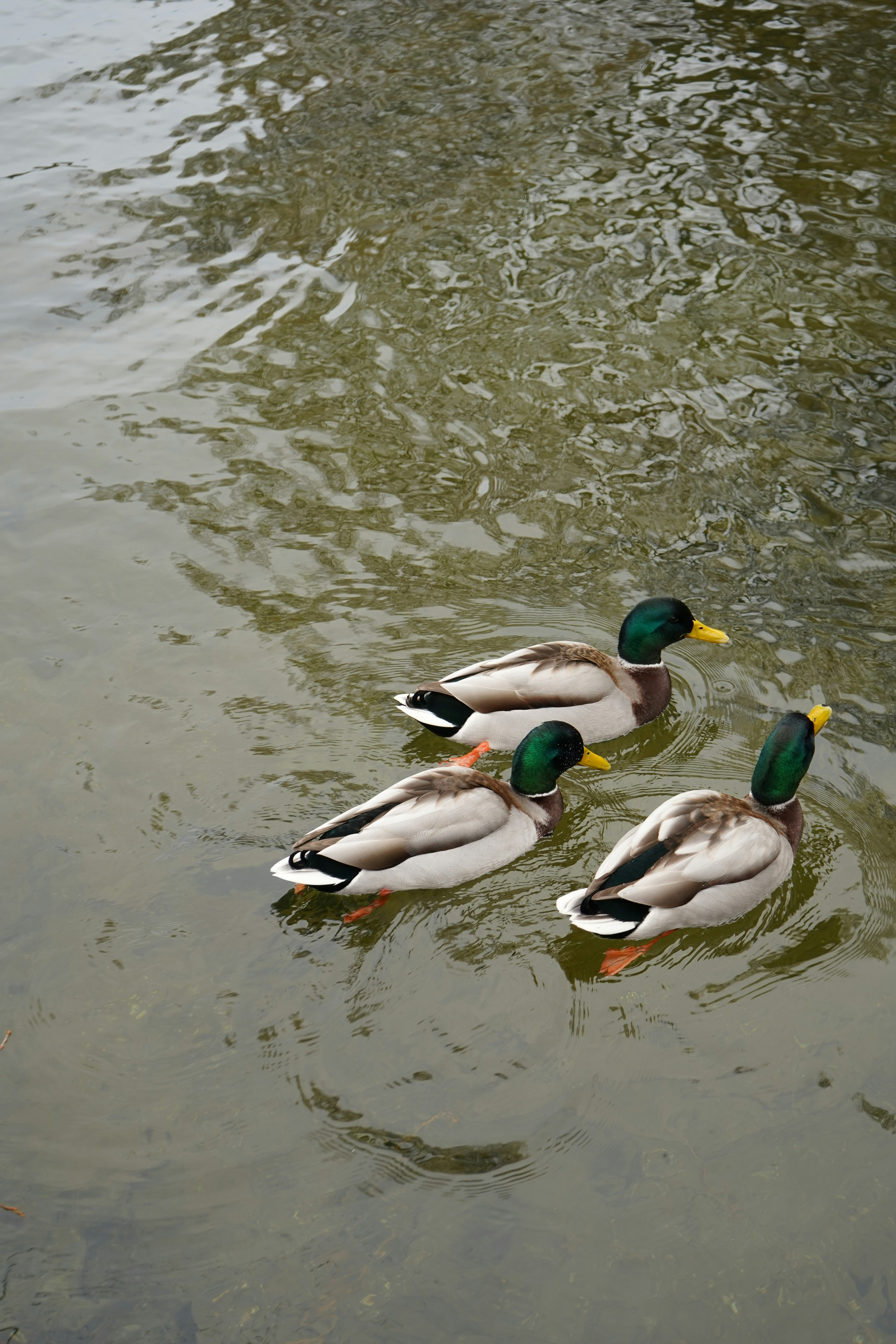 Photo by vamsinathreddy9