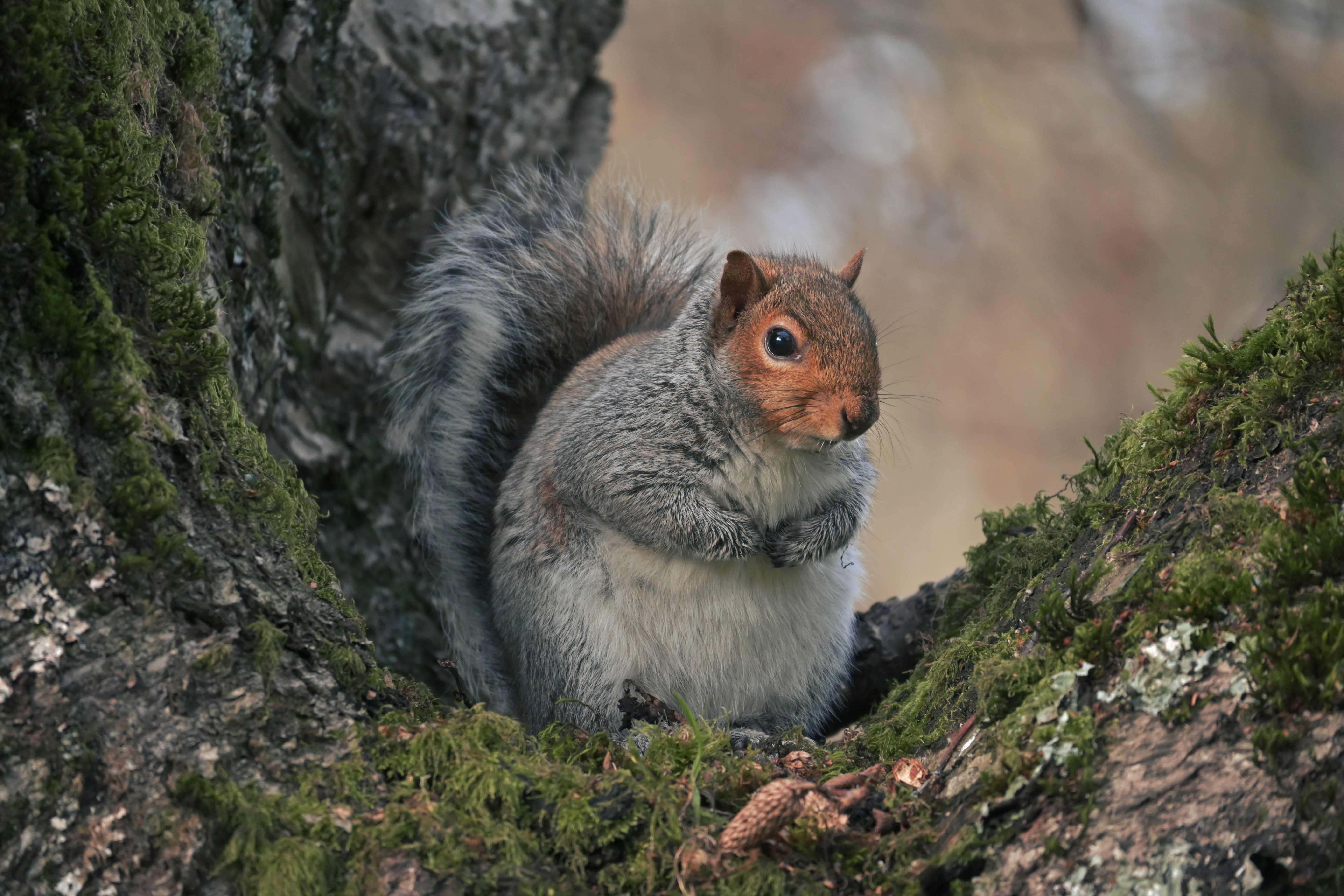 Photo by fleeting_glow