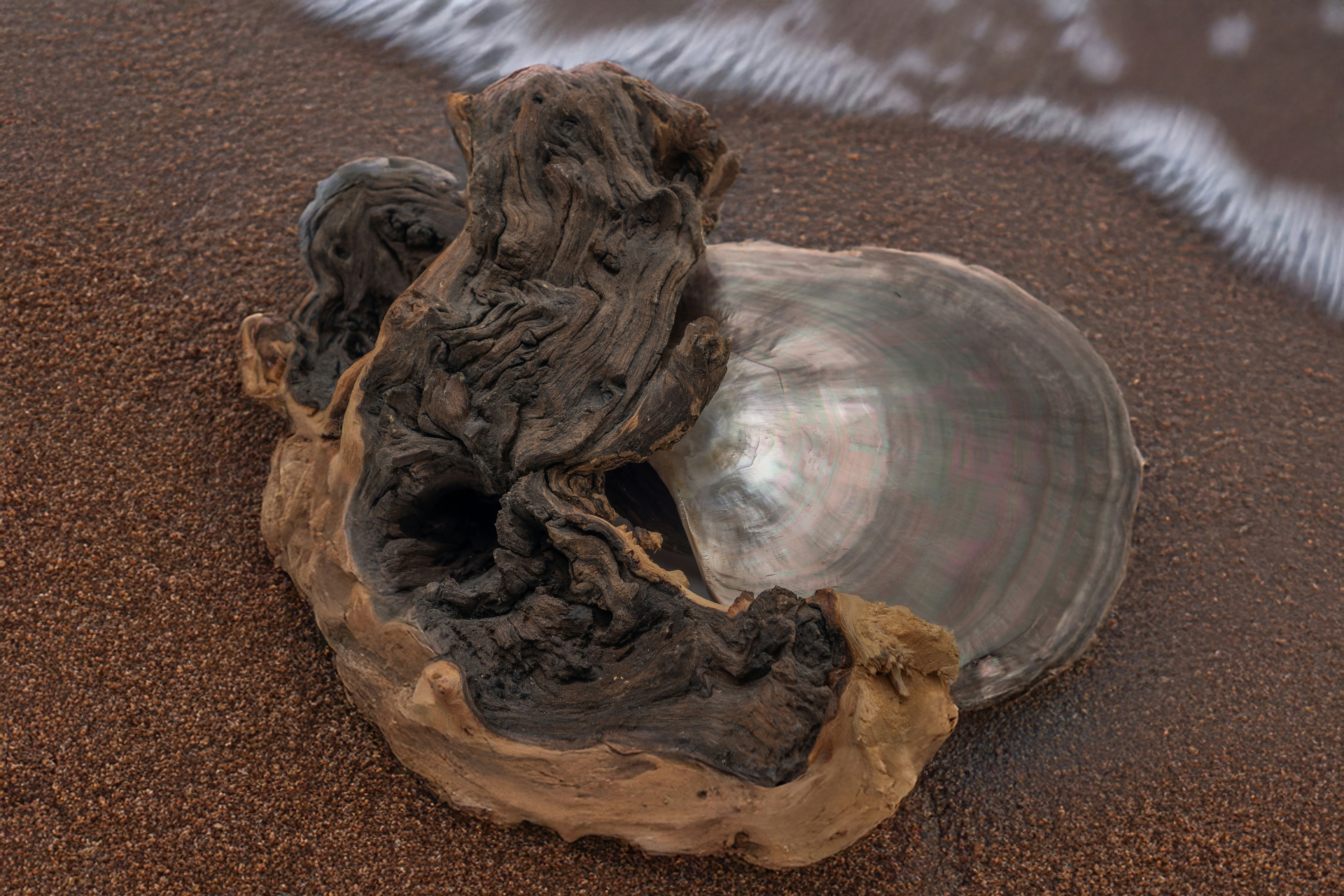 Driftwood rests on top of an open seashell.