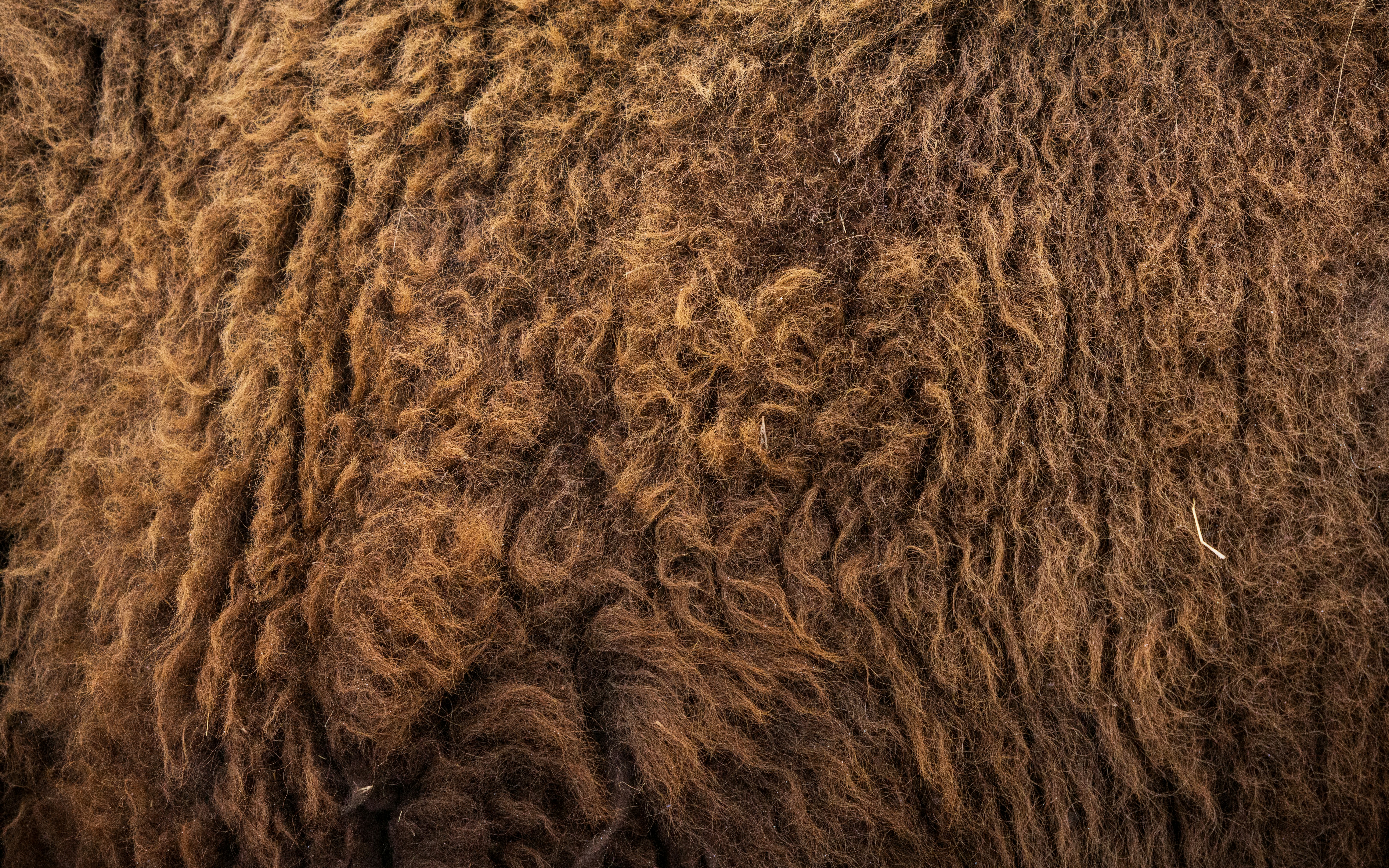 Photo by brandonstoll