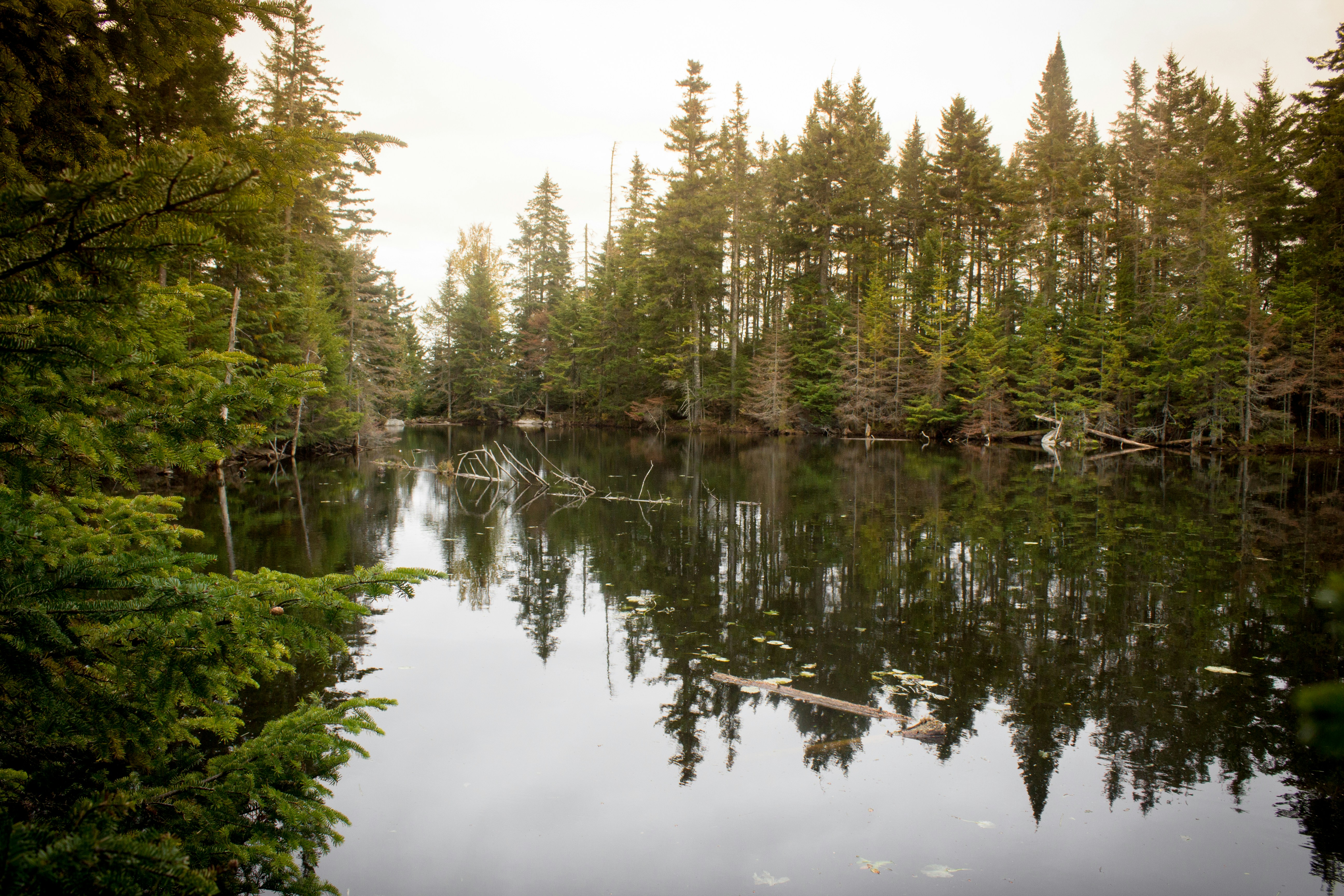Trees and their reflection are in a calm lake.