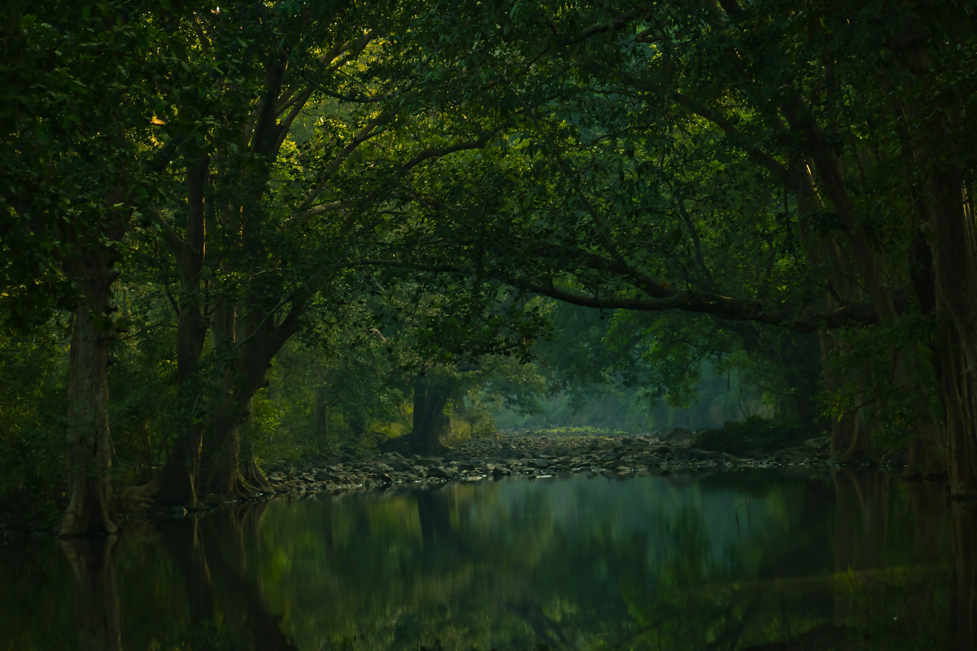 Trees arch over a calm, reflective river.