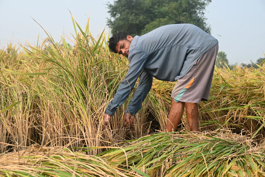 Un agricultor cosechando arroz en un campo de arroz verde