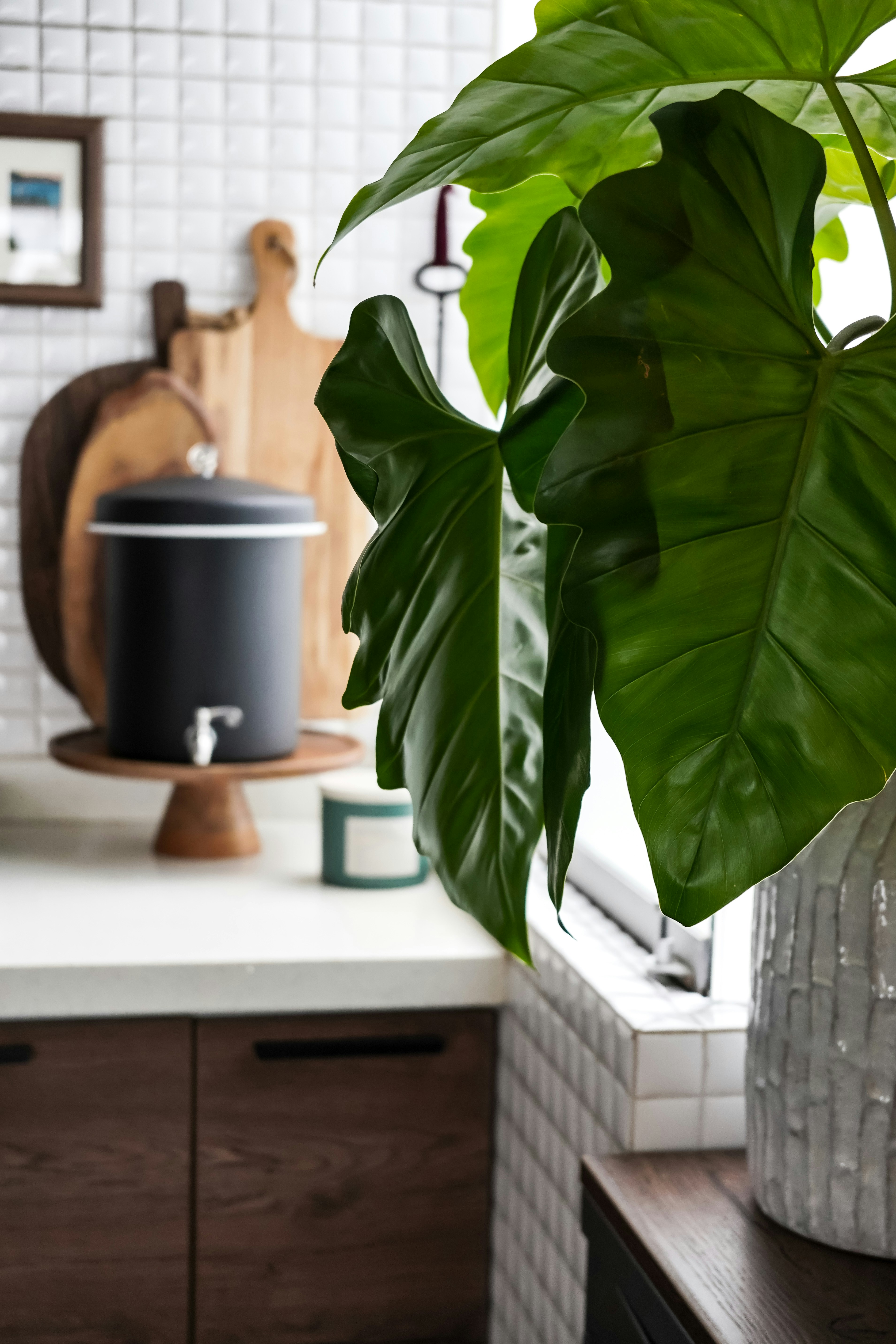 Photo by silvanamool