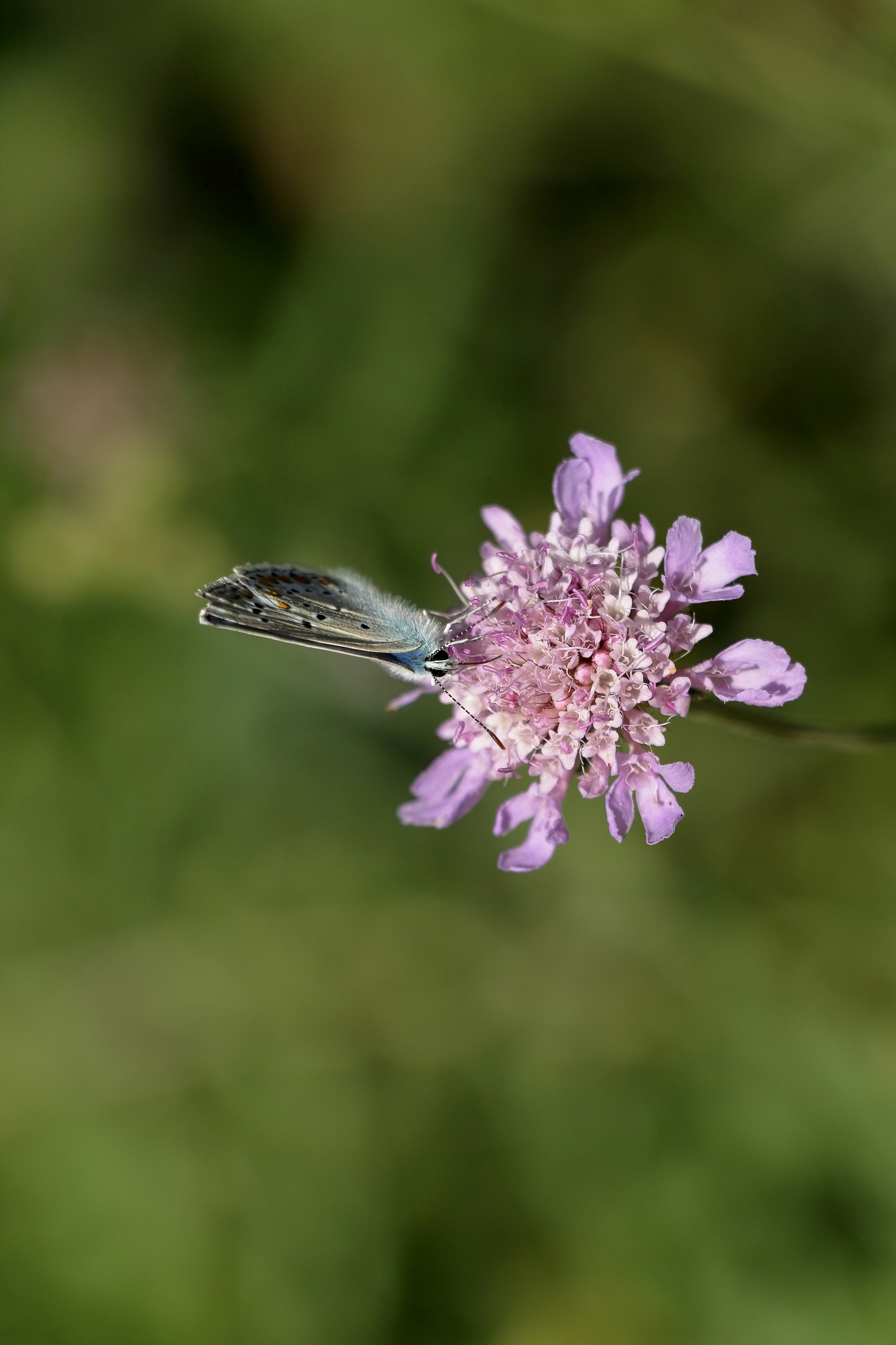 A butterfly rests on a purple flower.