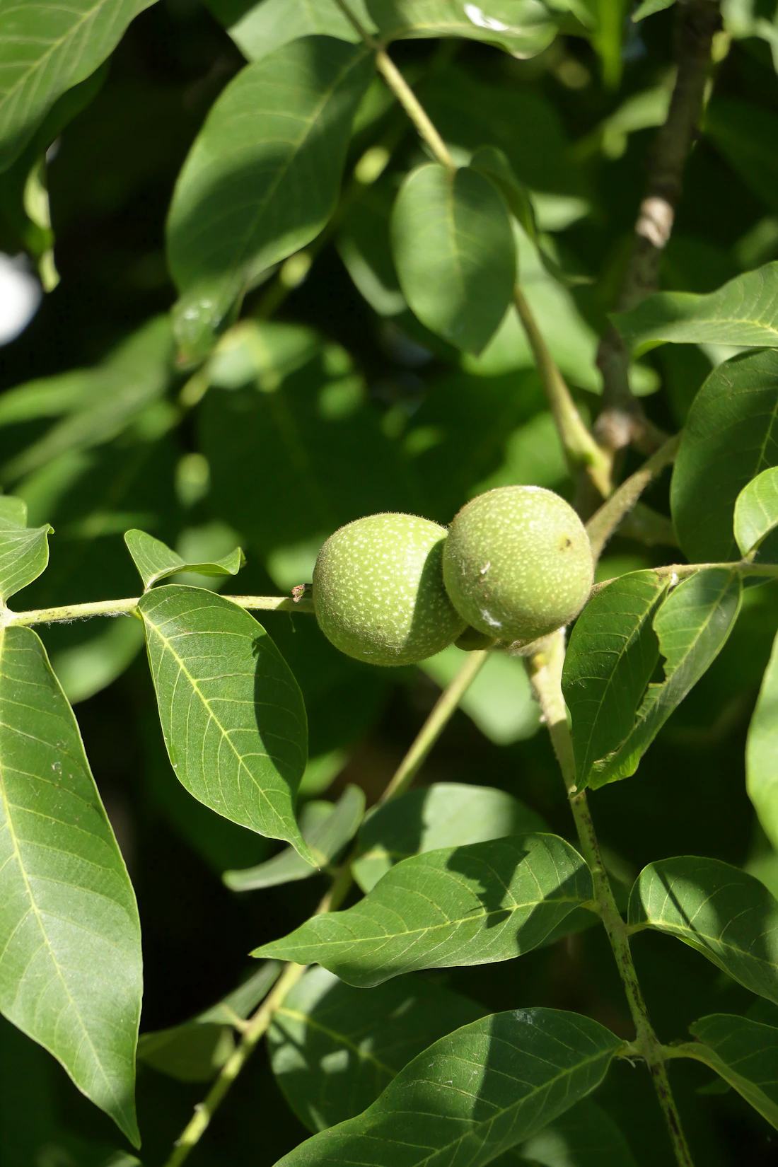 Close-up of young green walnuts on a tree