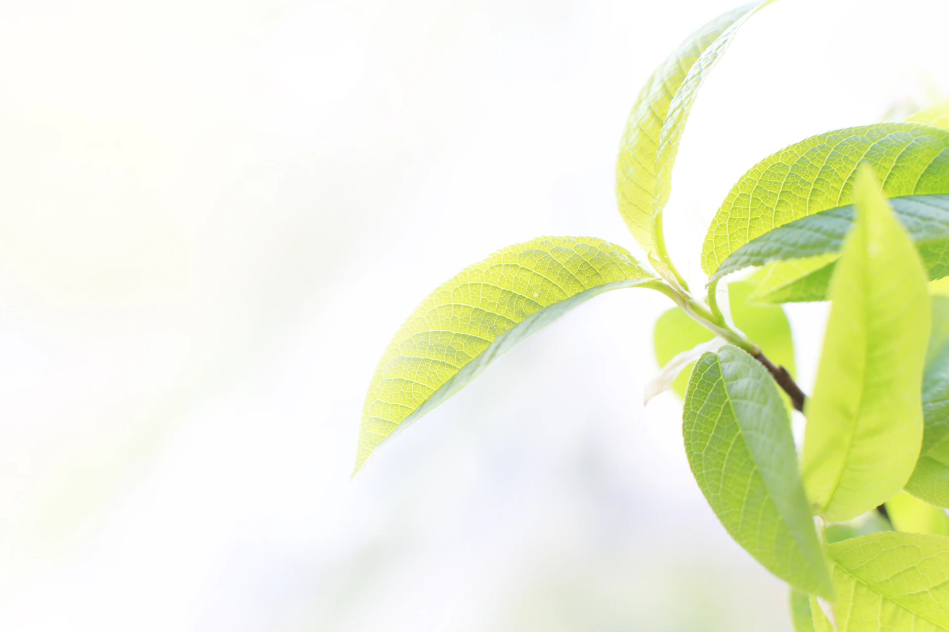 Fresh green leaves against a bright, blurred background.