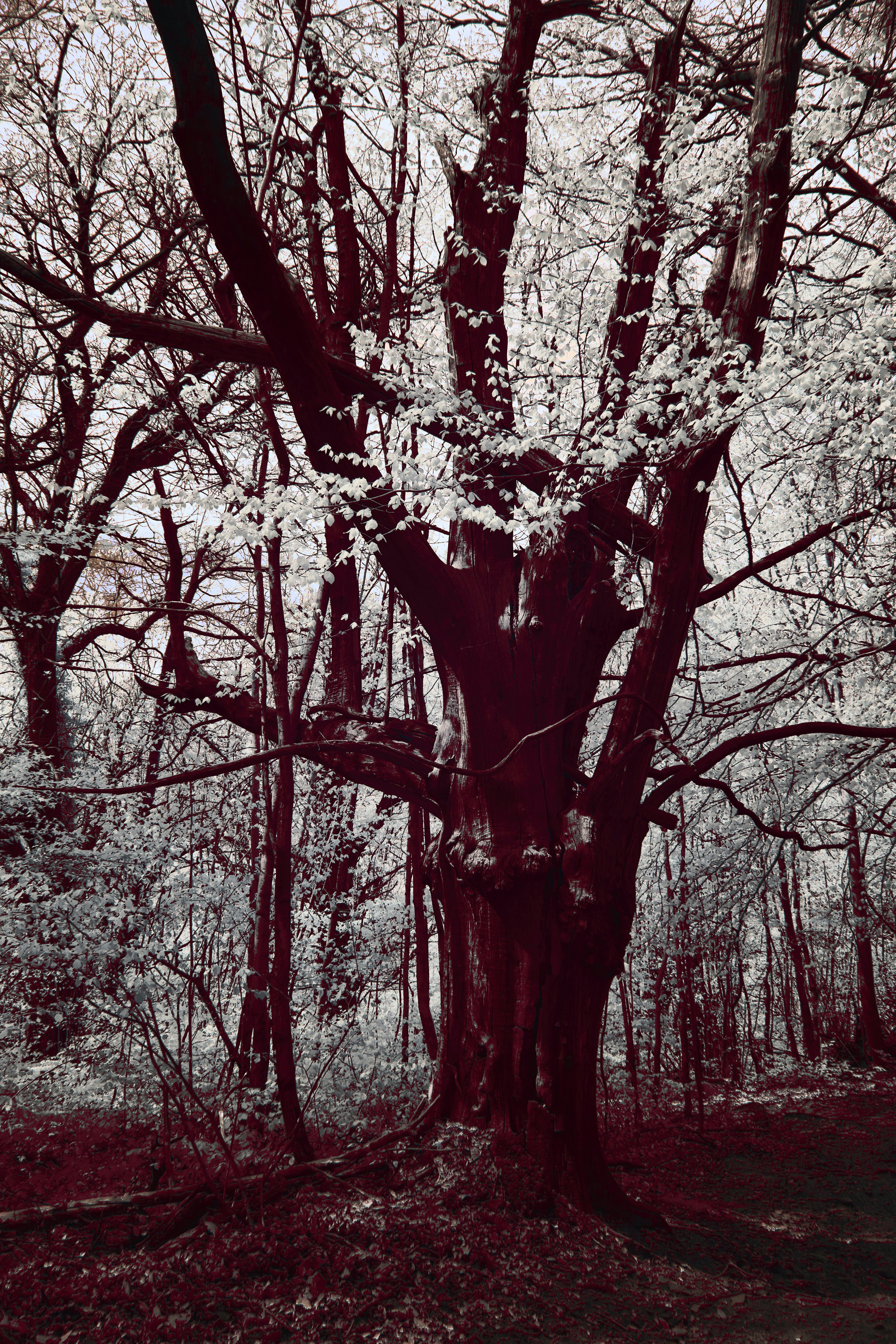 Photo by wolfgang_hasselmann