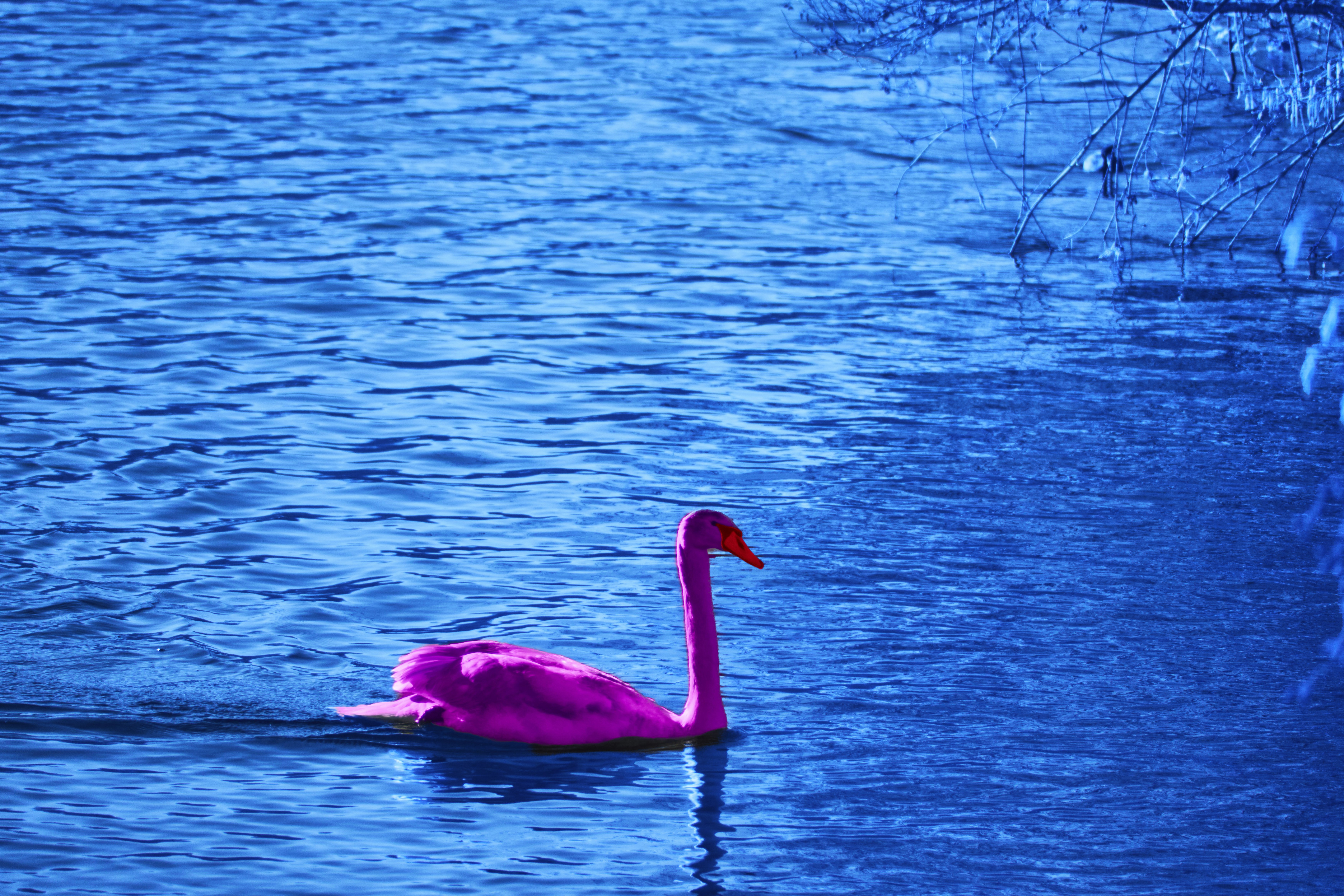 Photo by wolfgang_hasselmann