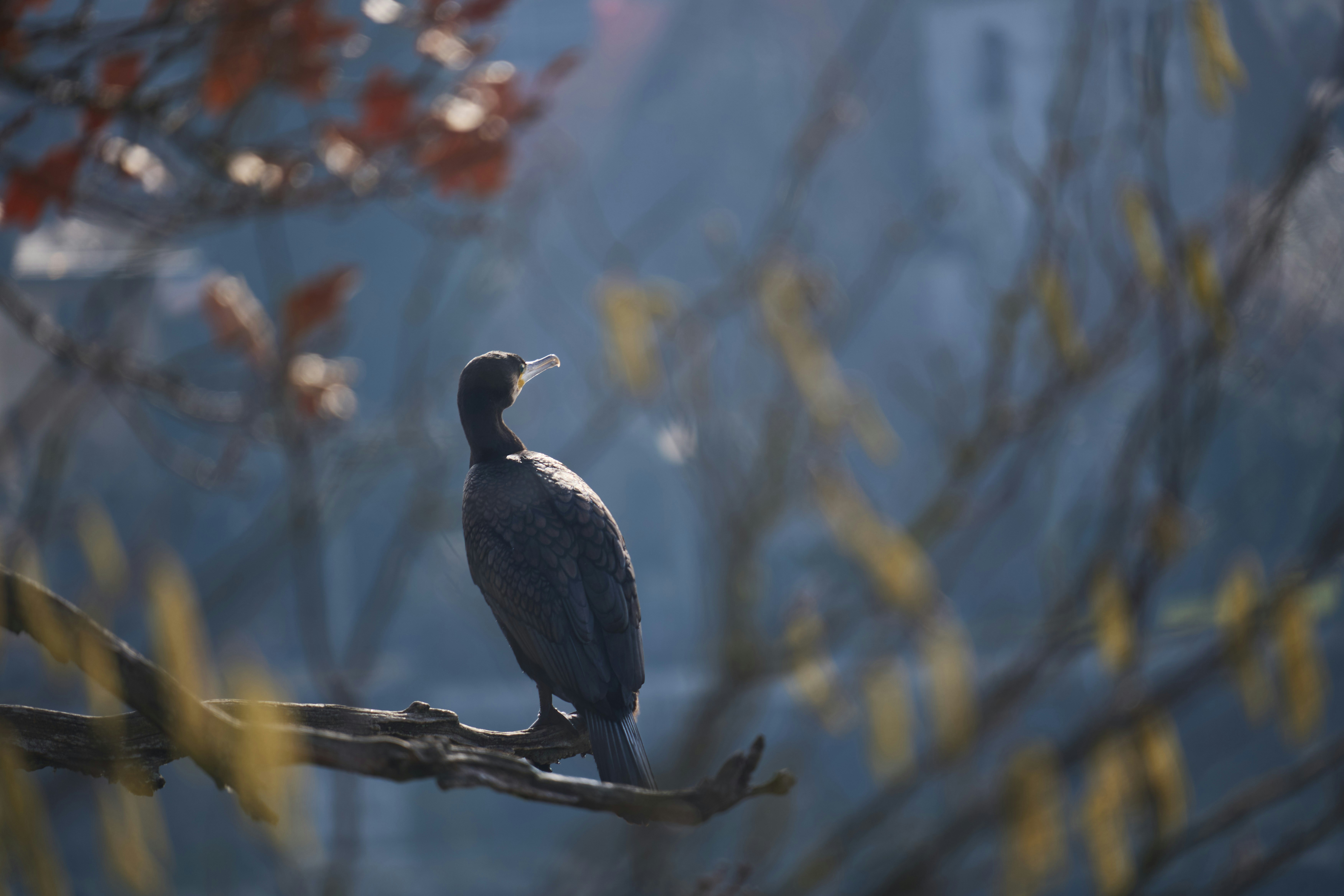 Photo by wolfgang_hasselmann