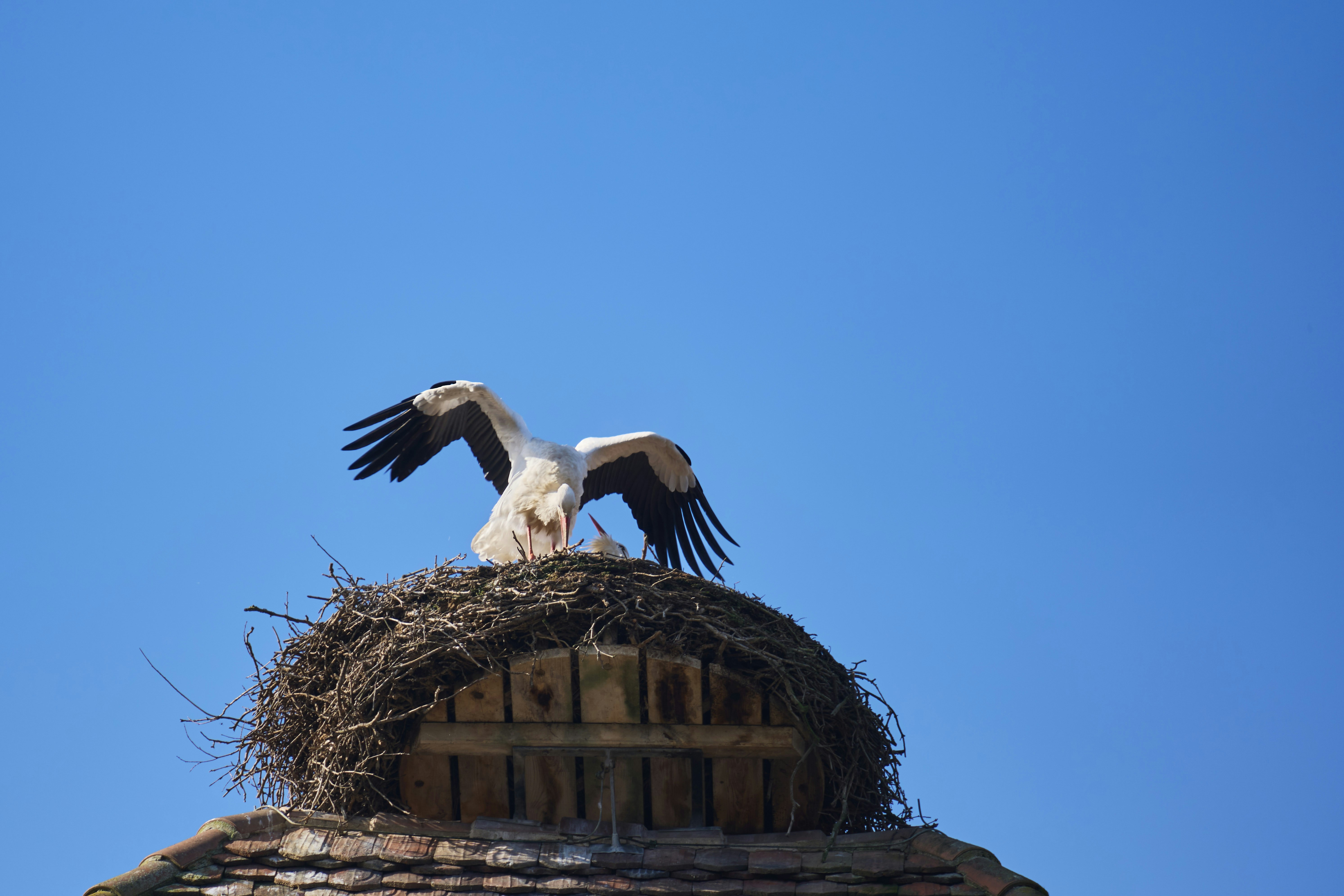 Photo by wolfgang_hasselmann