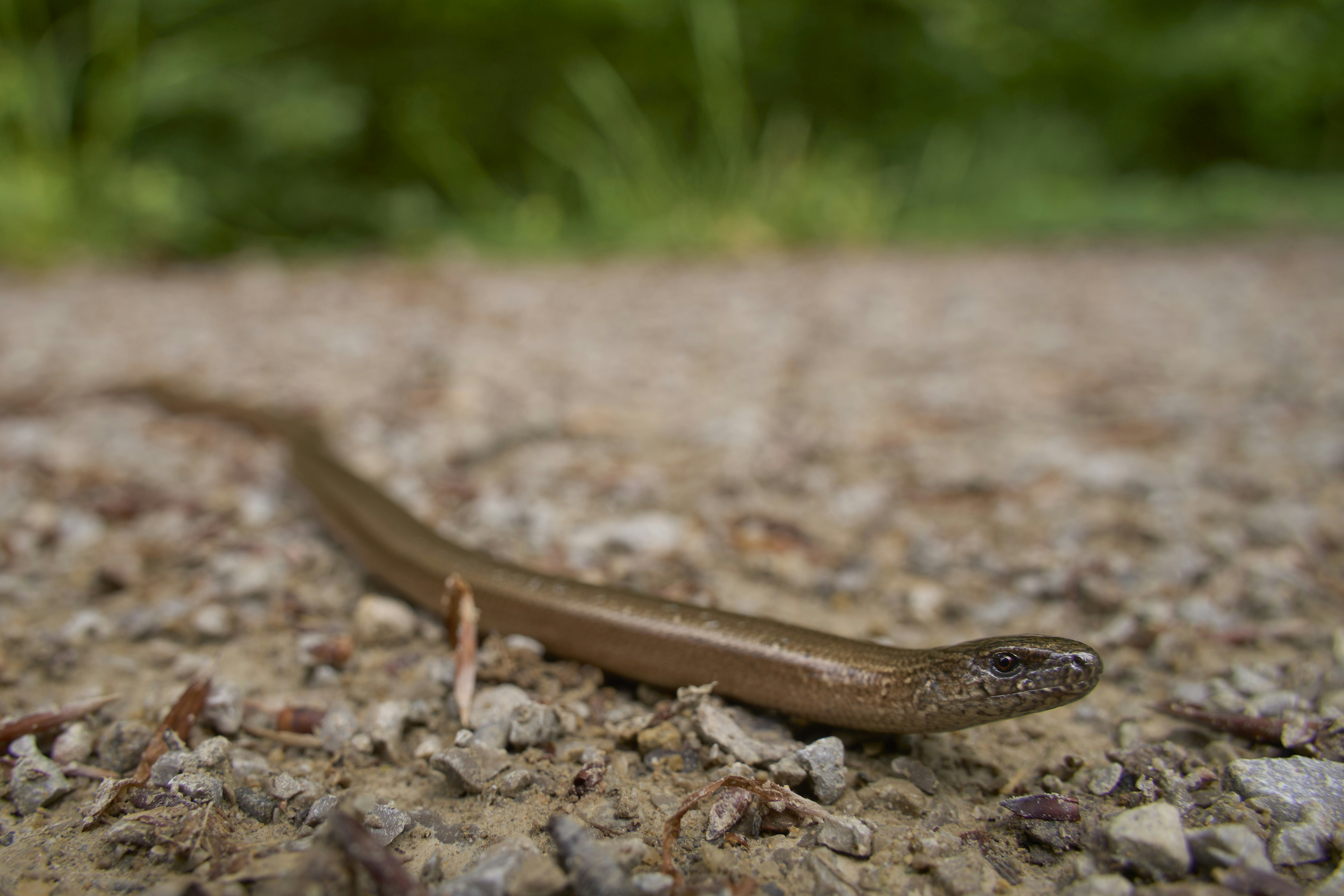 Photo by wolfgang_hasselmann