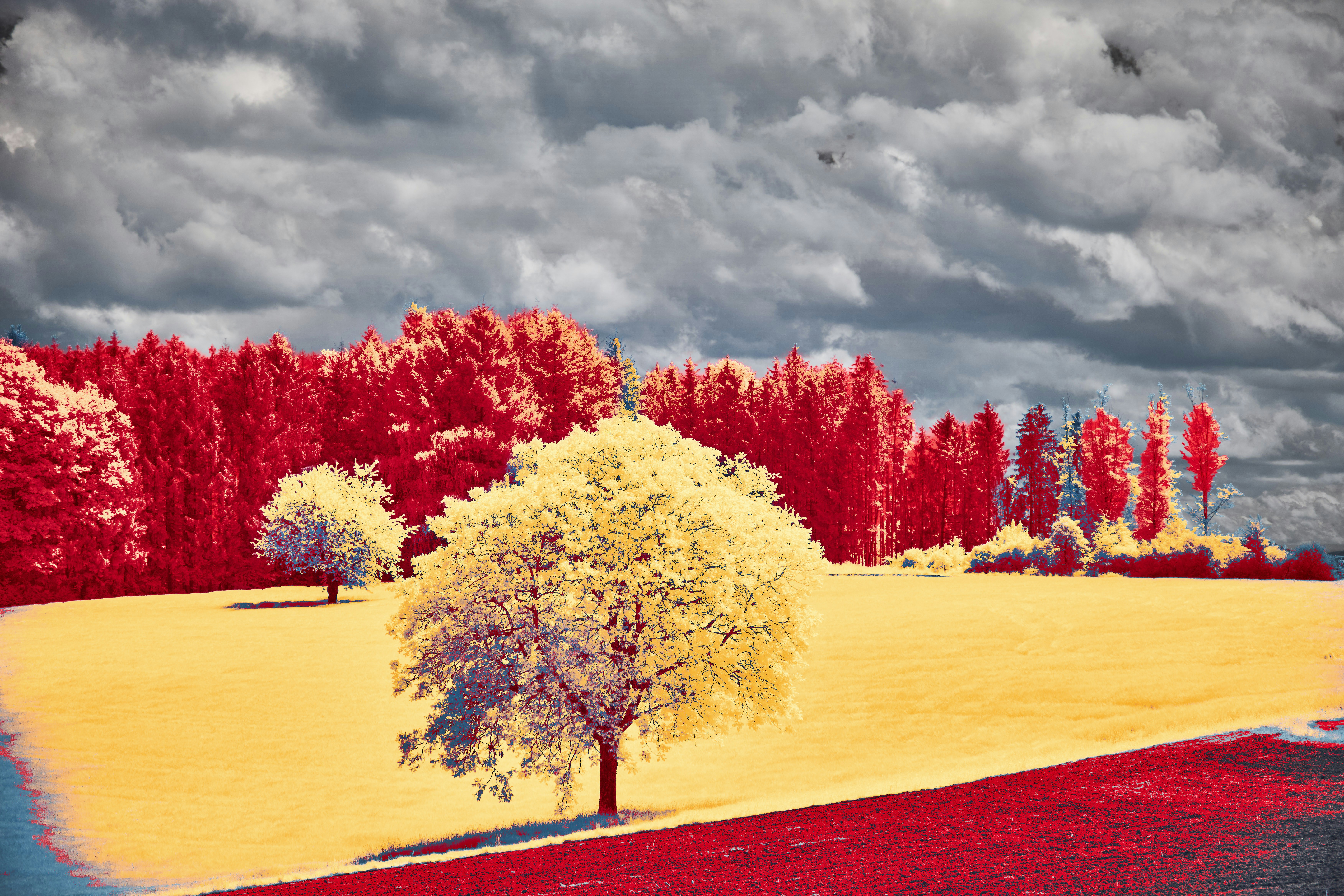 Photo by wolfgang_hasselmann