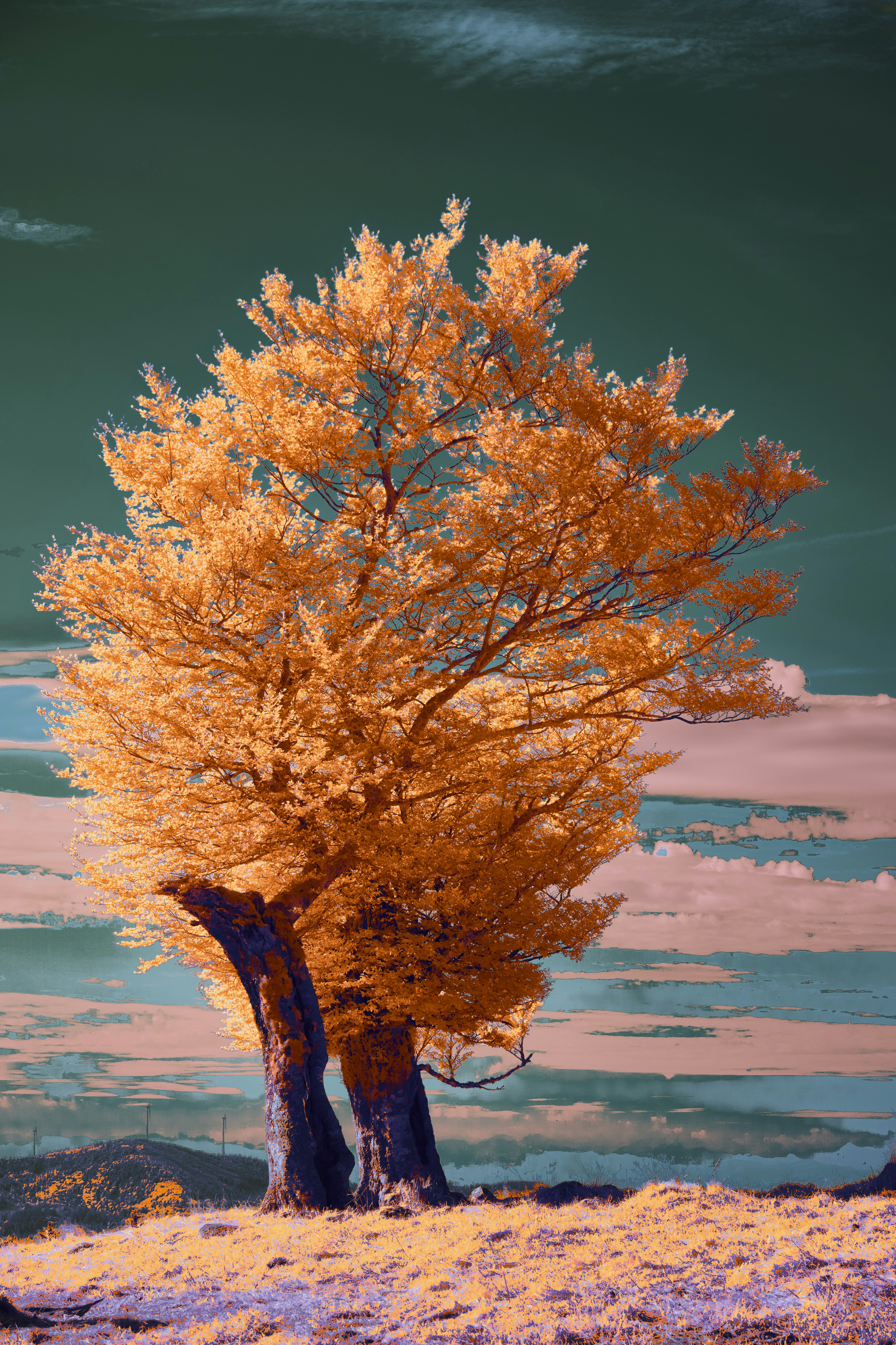 Photo by wolfgang_hasselmann