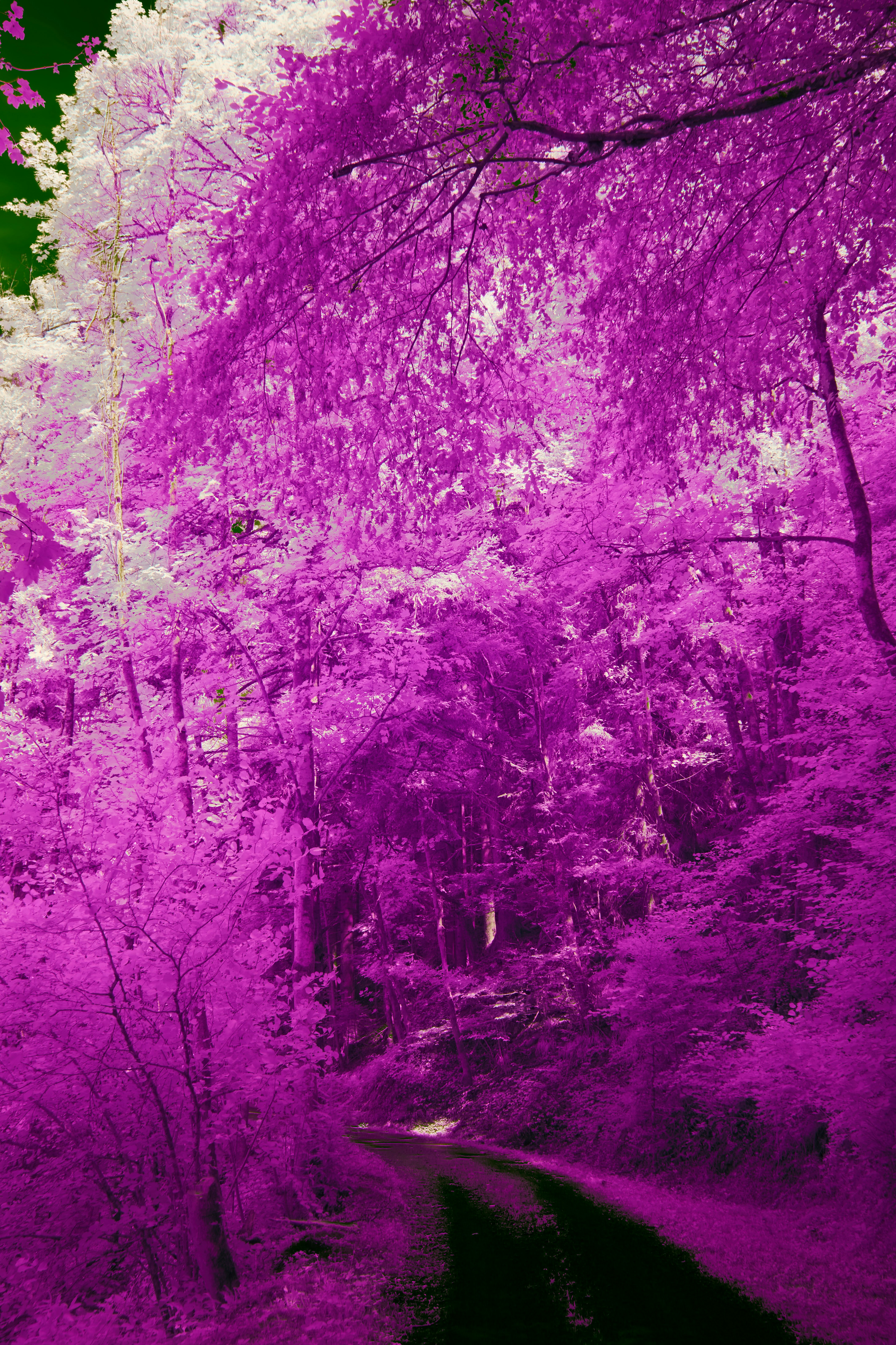 Photo by wolfgang_hasselmann