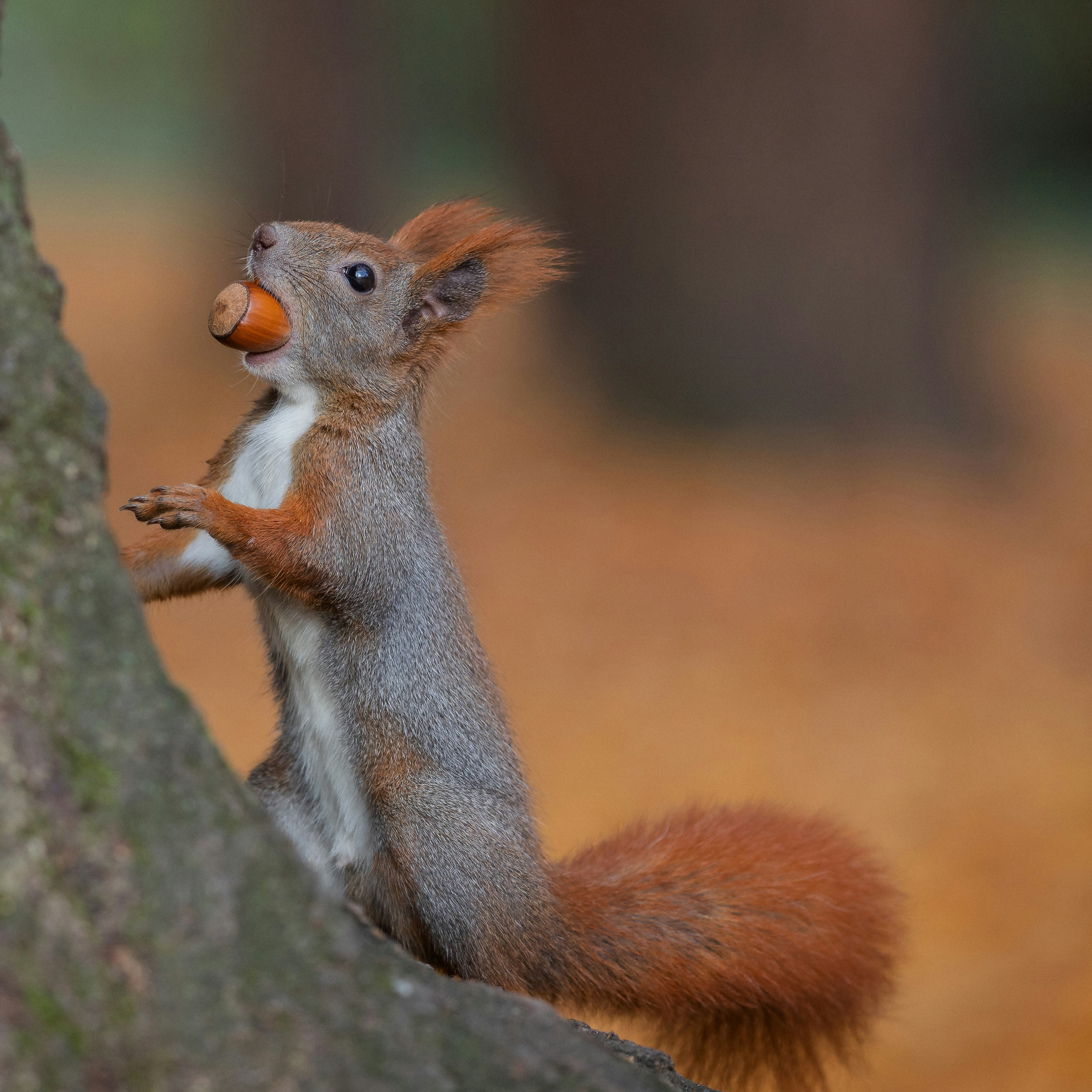 A squirrel climbs with a nut in its mouth.