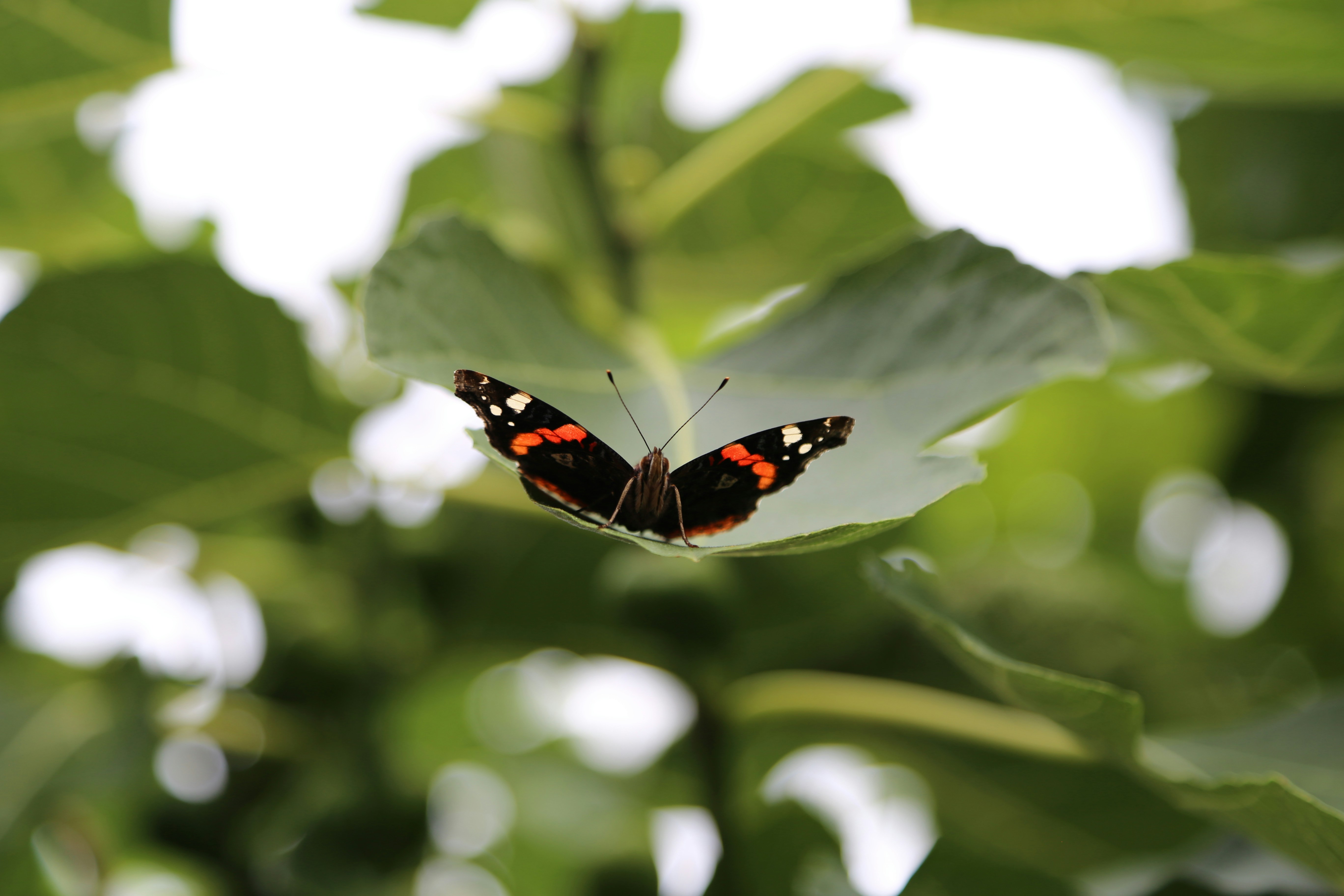 Afbeelding van Heiloo