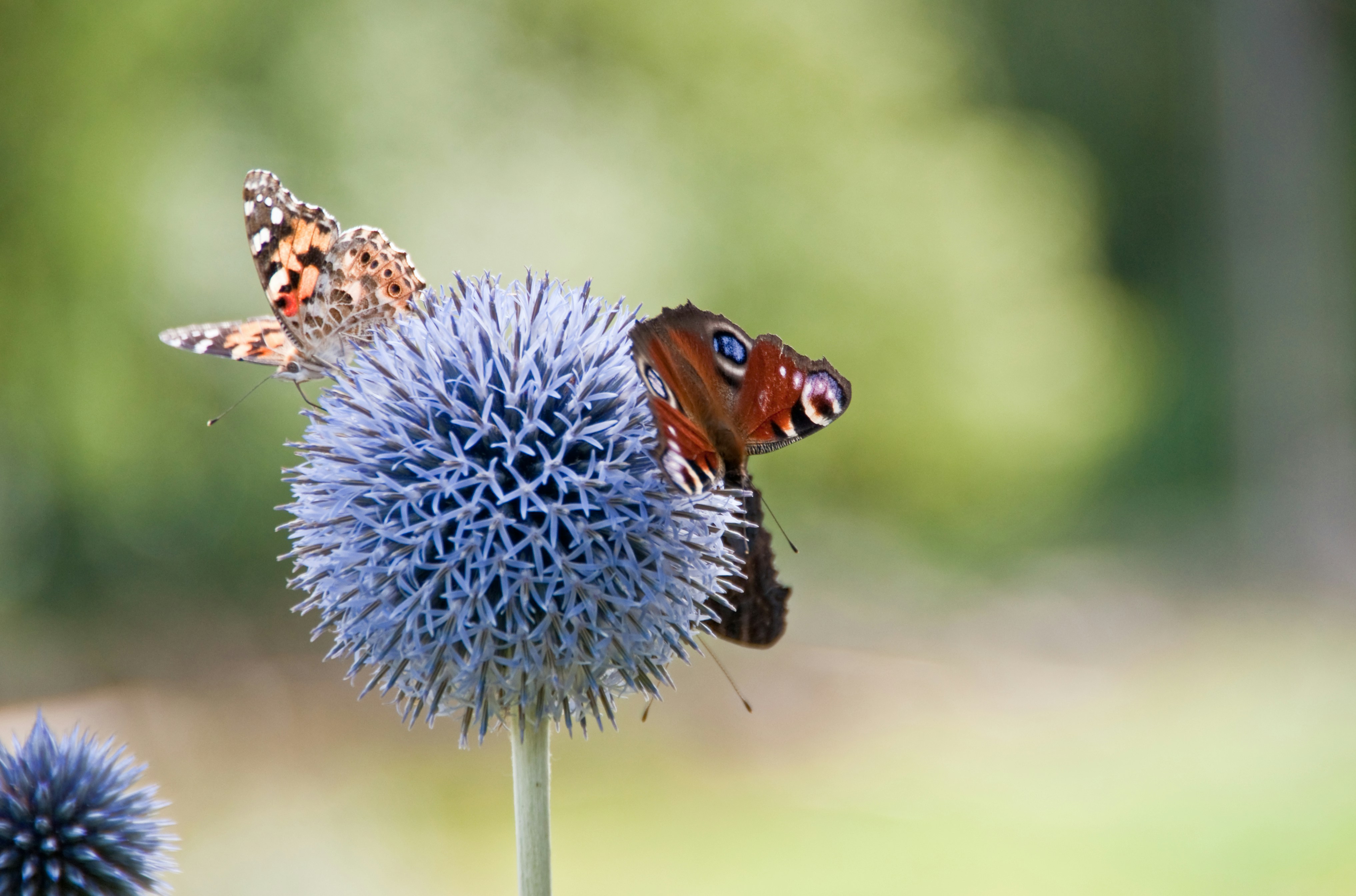 New Holland Community Butterfly Garden