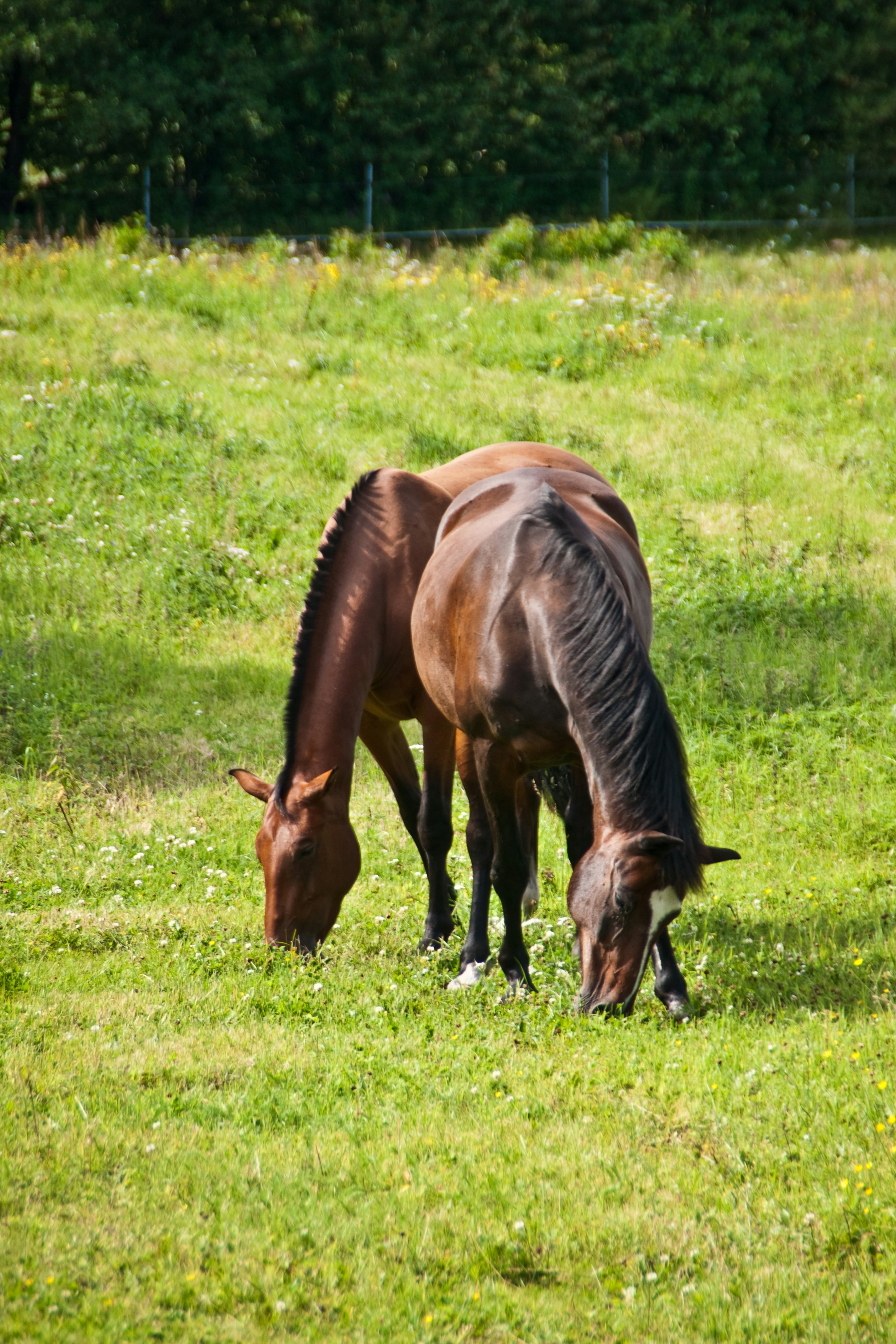 Photo by josealmeida2090