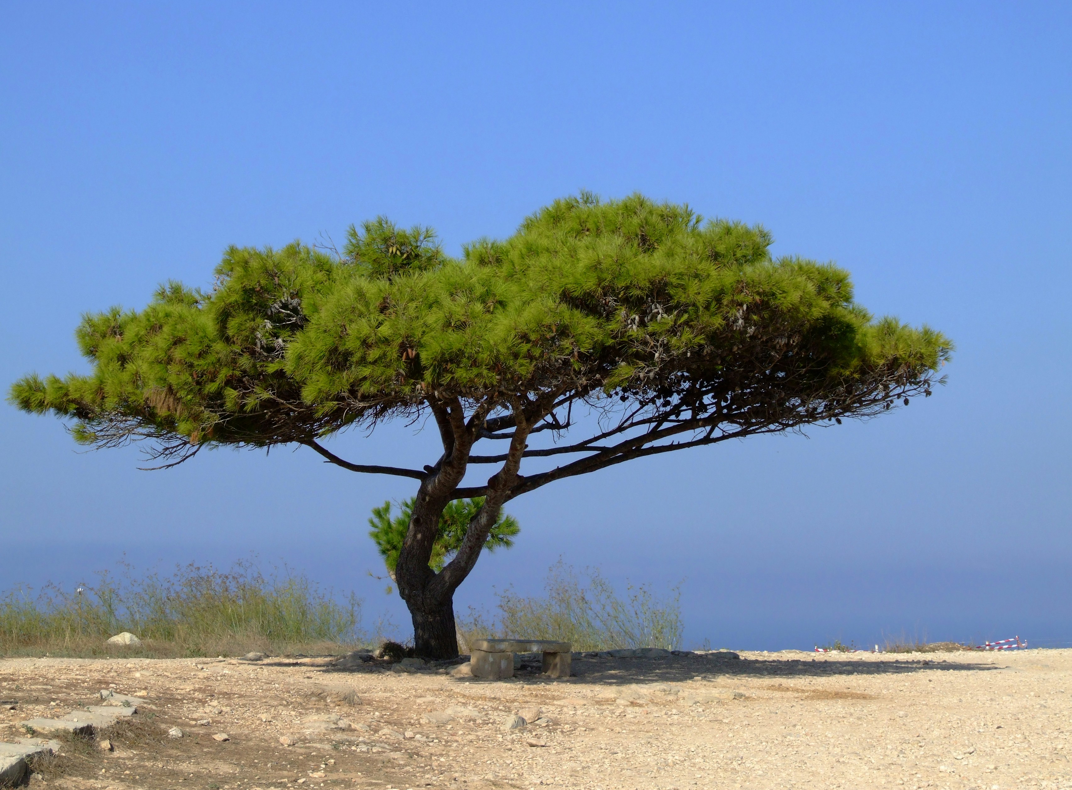 Photo by josealmeida2090