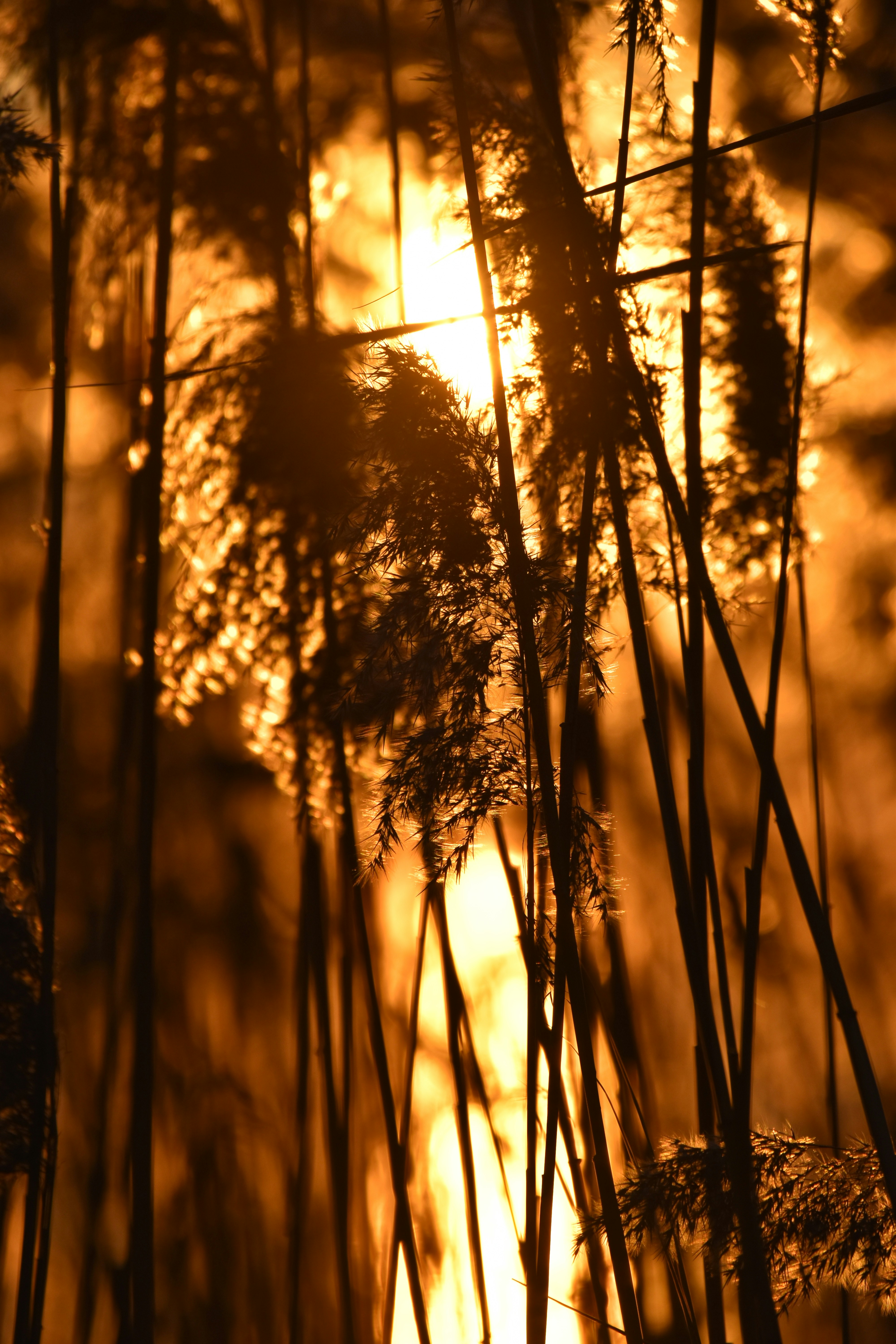 Photo by znphotogarphy