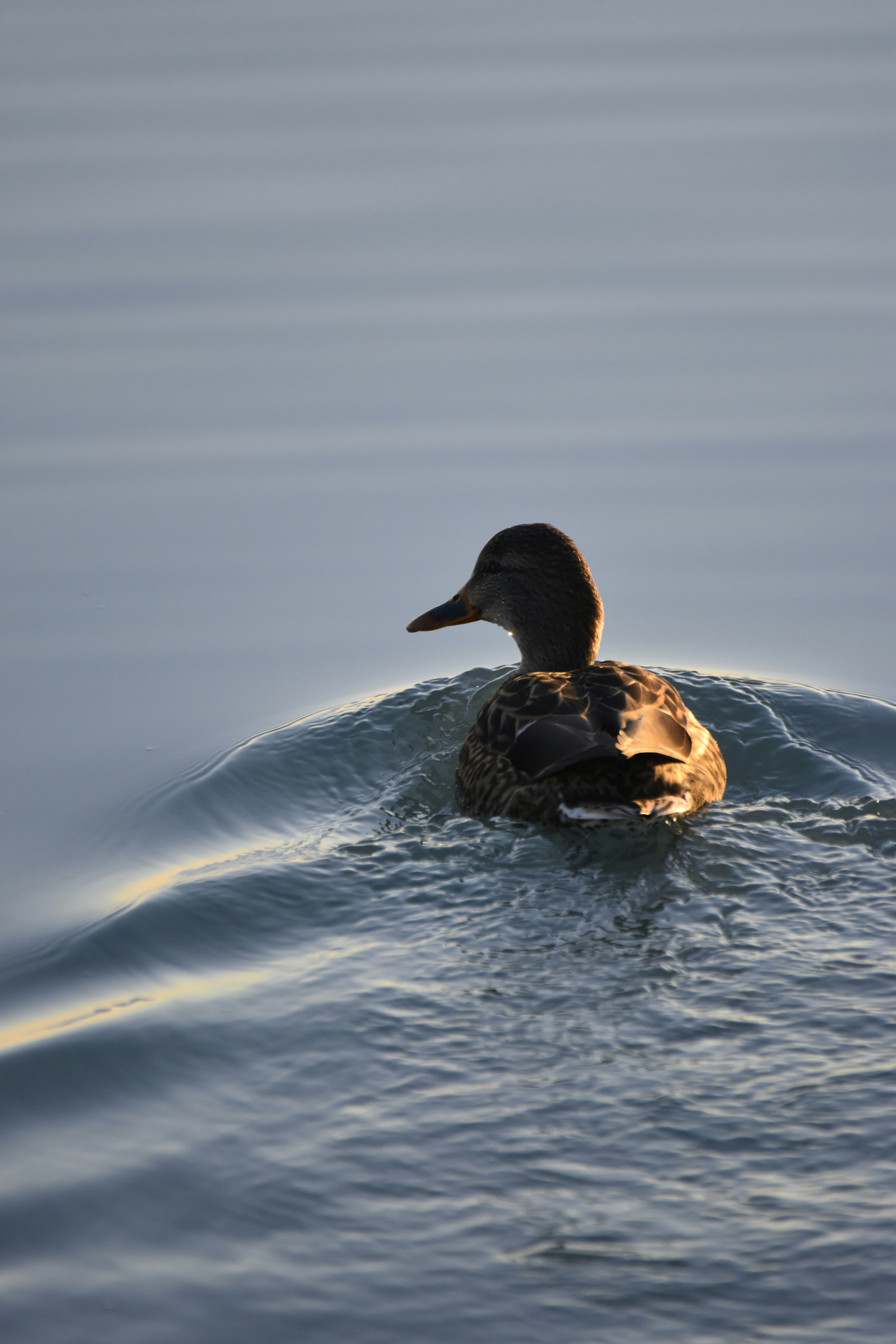 Photo by znphotogarphy