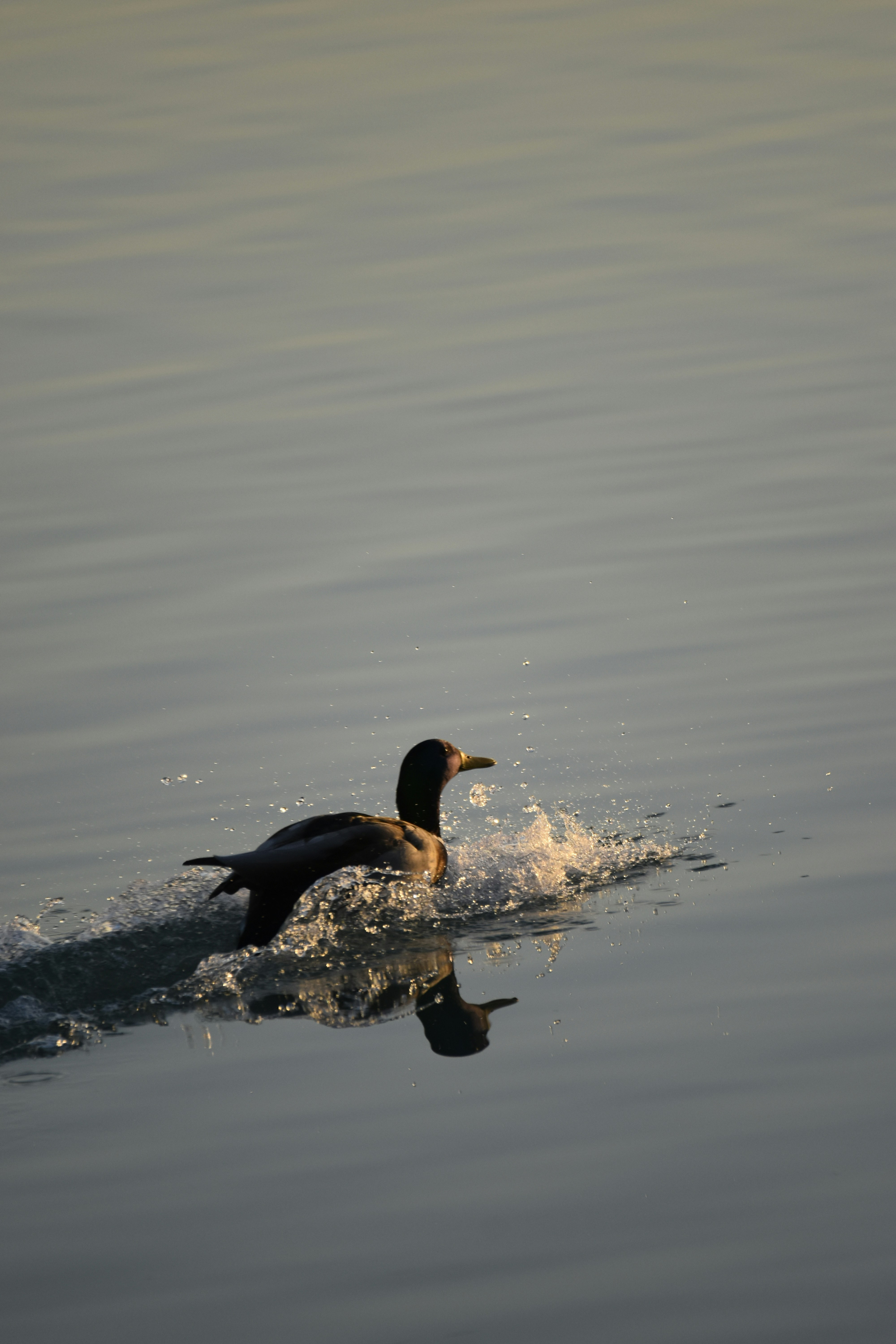 Photo by znphotogarphy