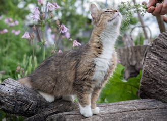 A cat sniffs a flower while sitting outside.