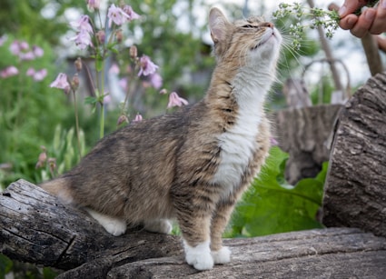 A cat sniffs a flower while sitting outside.