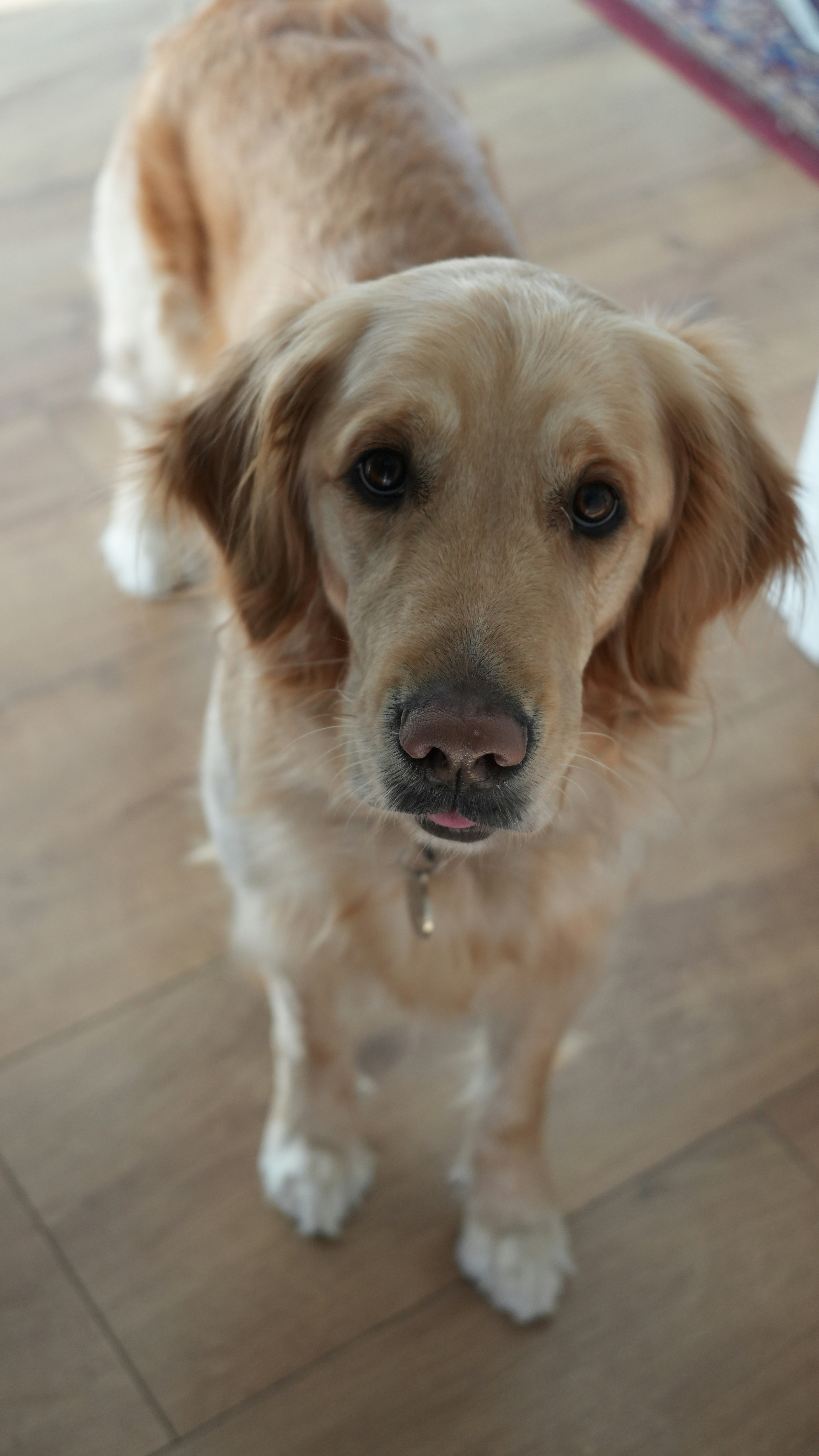 골든 리트리버가 카메라를 뚫어지게 쳐다보고 있습니다.