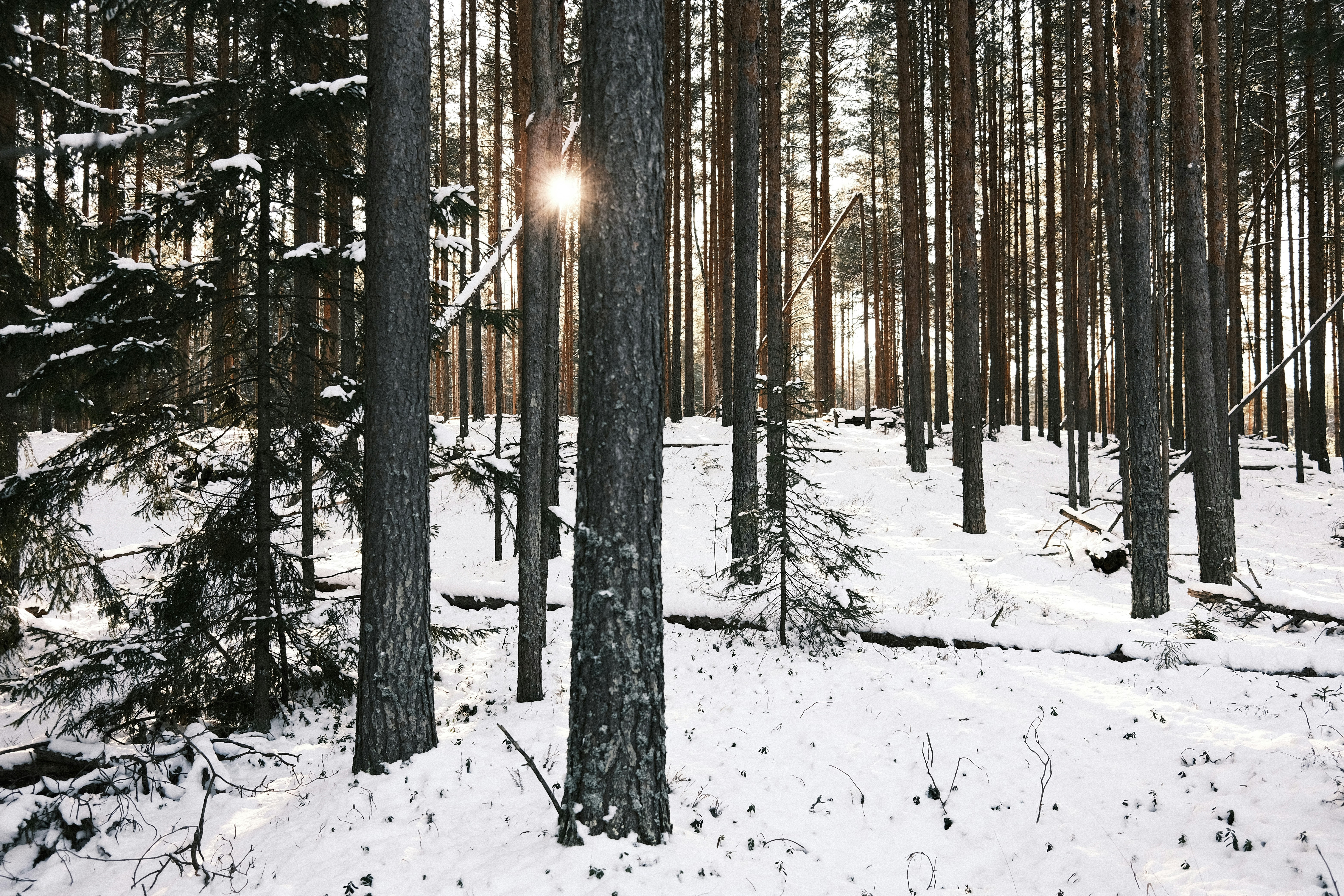 Photo by zapiatkina