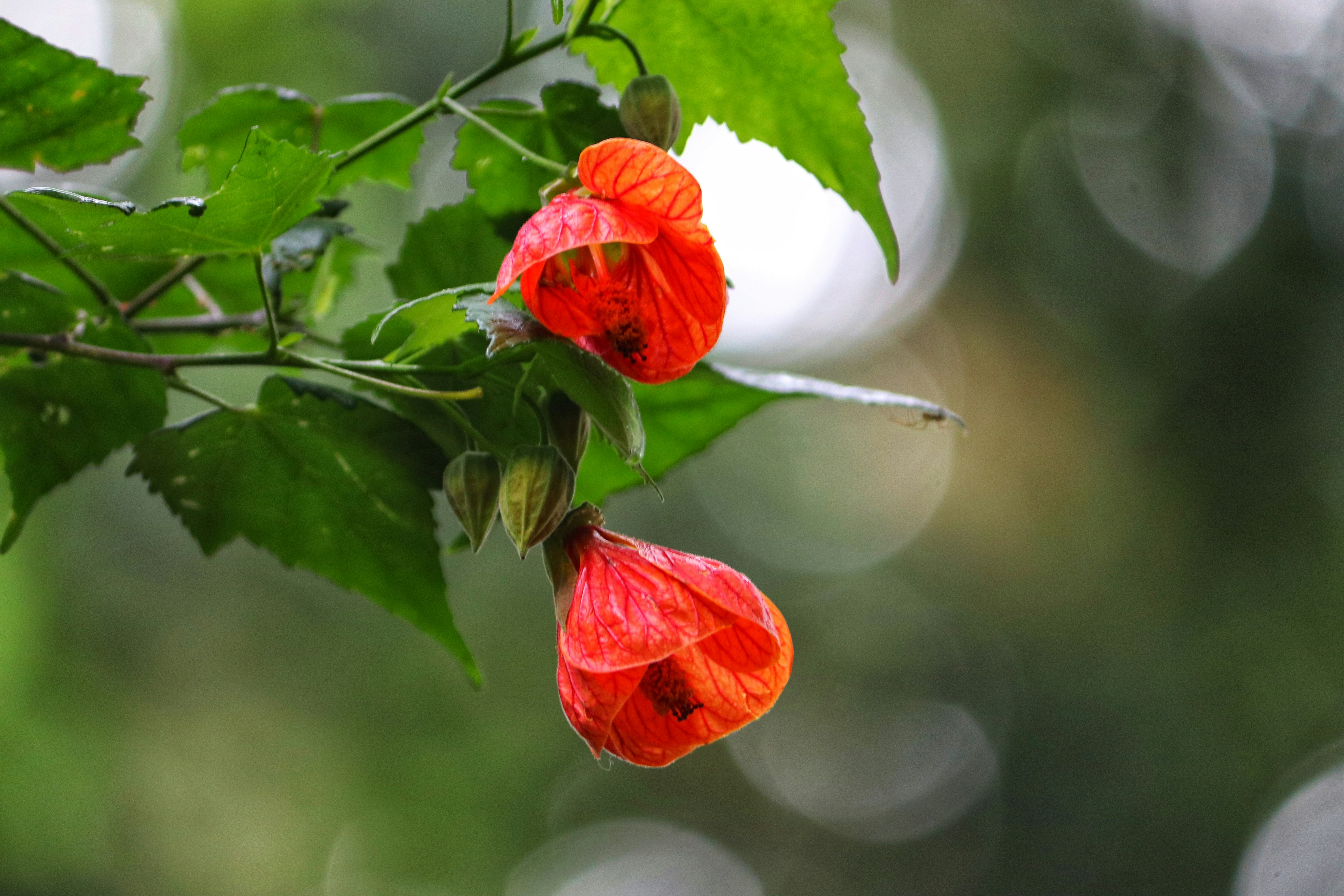 Photo by karthik_1023