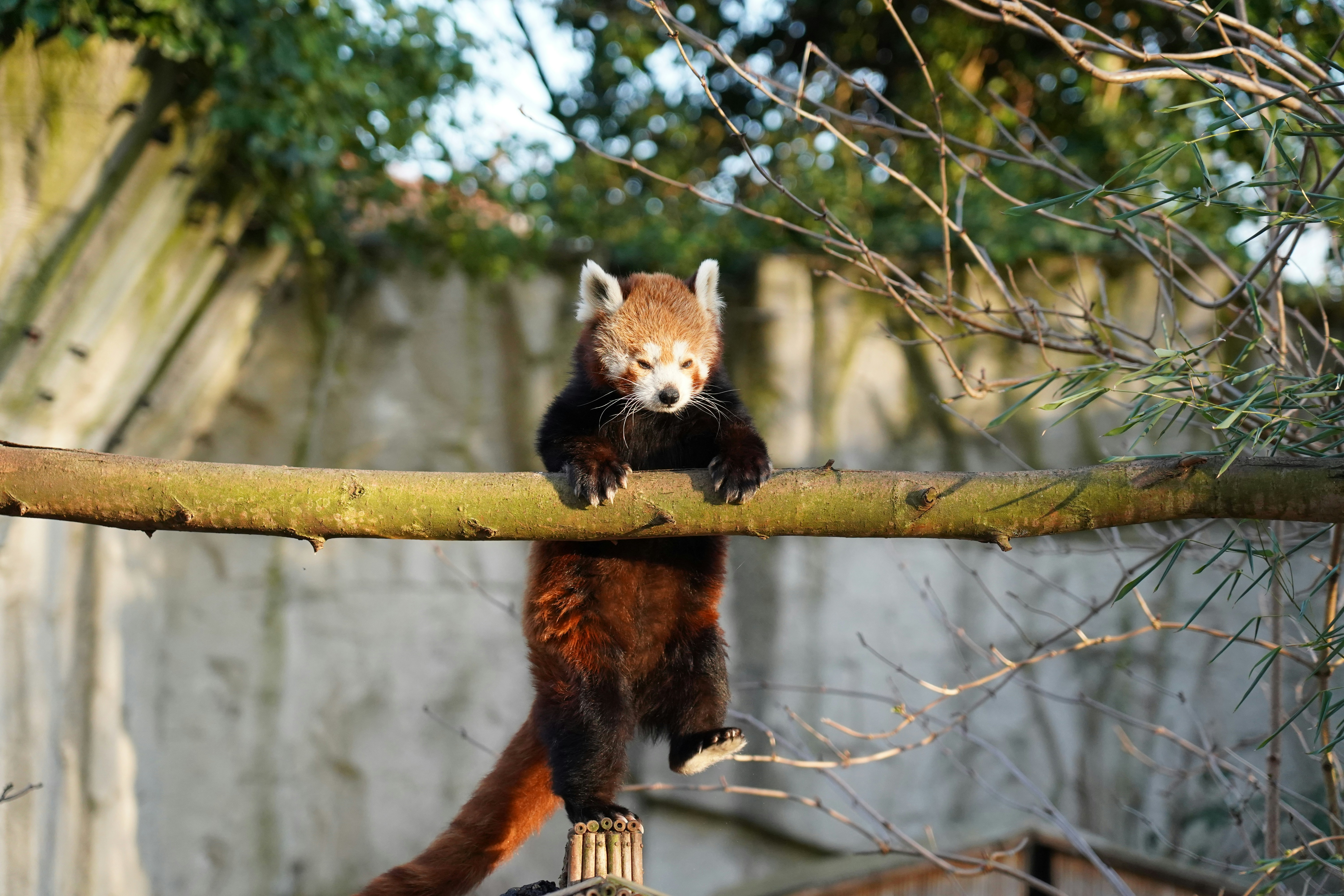 They're Basically Nature's Professional Acrobats (image credits: unsplash)