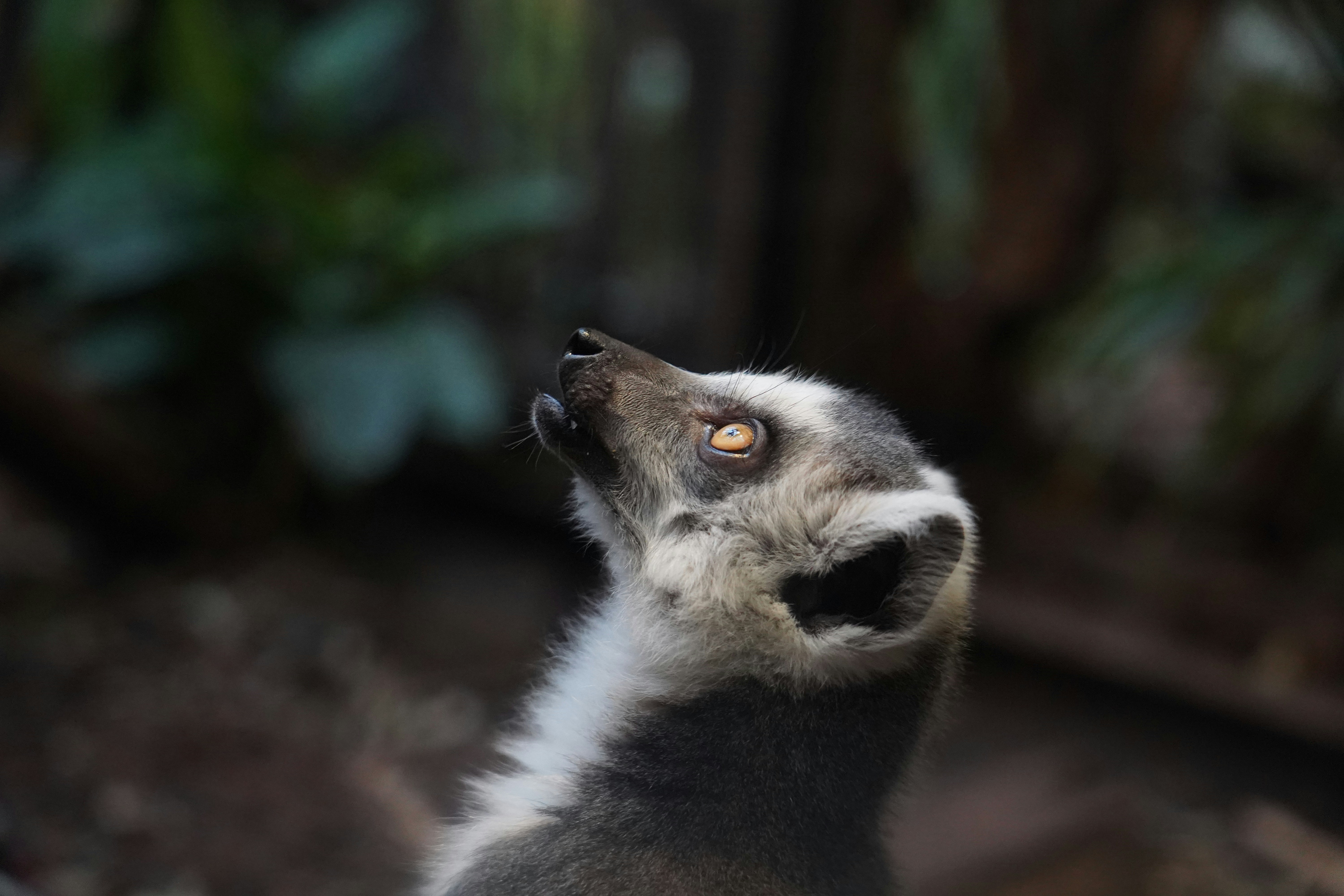 A black and white lemur looks upwards.
